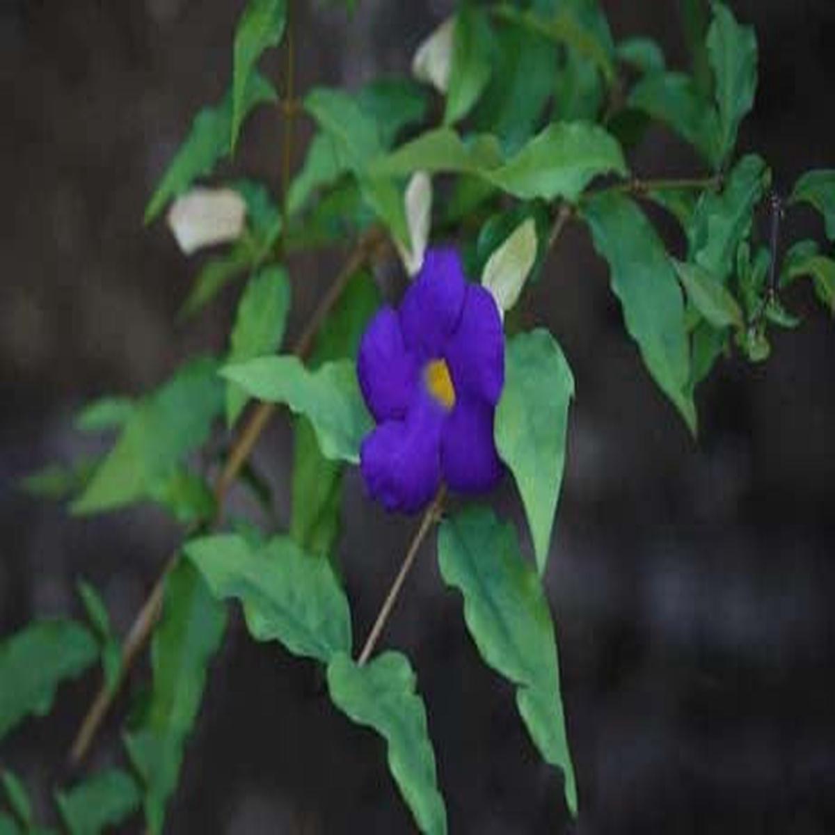 Dark Blue Mandevilla Flower Seeds for Planting Heirloom, Non-GMO, High Germination Organic Garden Seeds