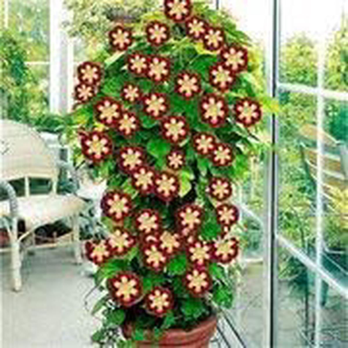 Dark Red & Yellow Gloxinia Heirloom Non-GMO Seeds for Planting  Organic Garden Seeds with High Germination