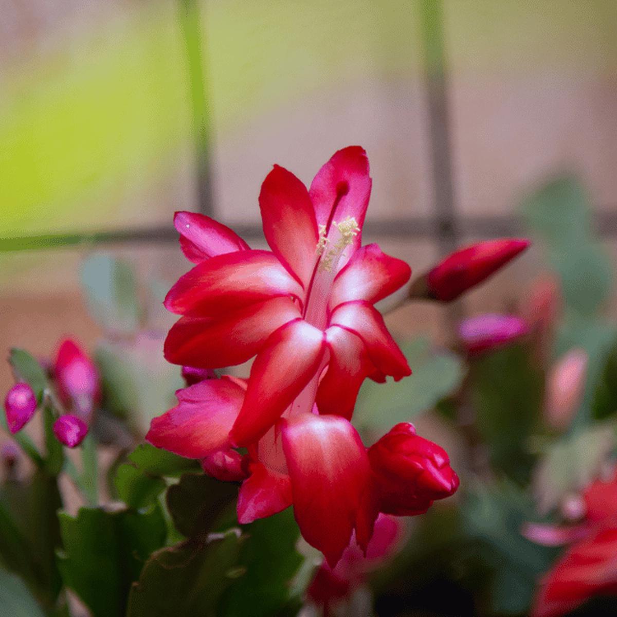 Deep Red Schlumbergera Flower seeds for Planting Long Bloom Season Heirloom & GMO Free Seeds for Home Garden Sale