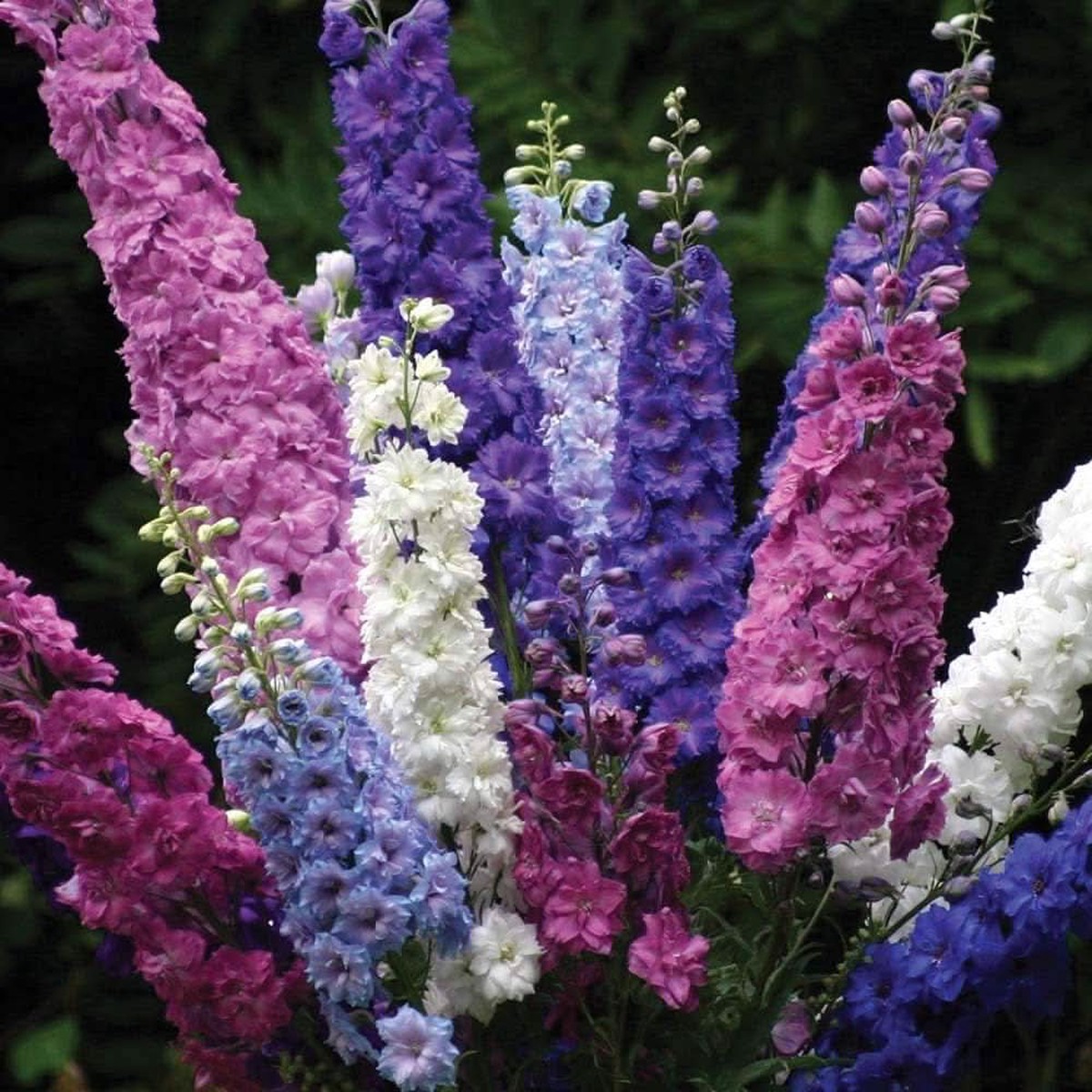 Delphinium Delphinium Elatum Flower For Tall Border Gardens And Landscape Planting Flower Seeds for