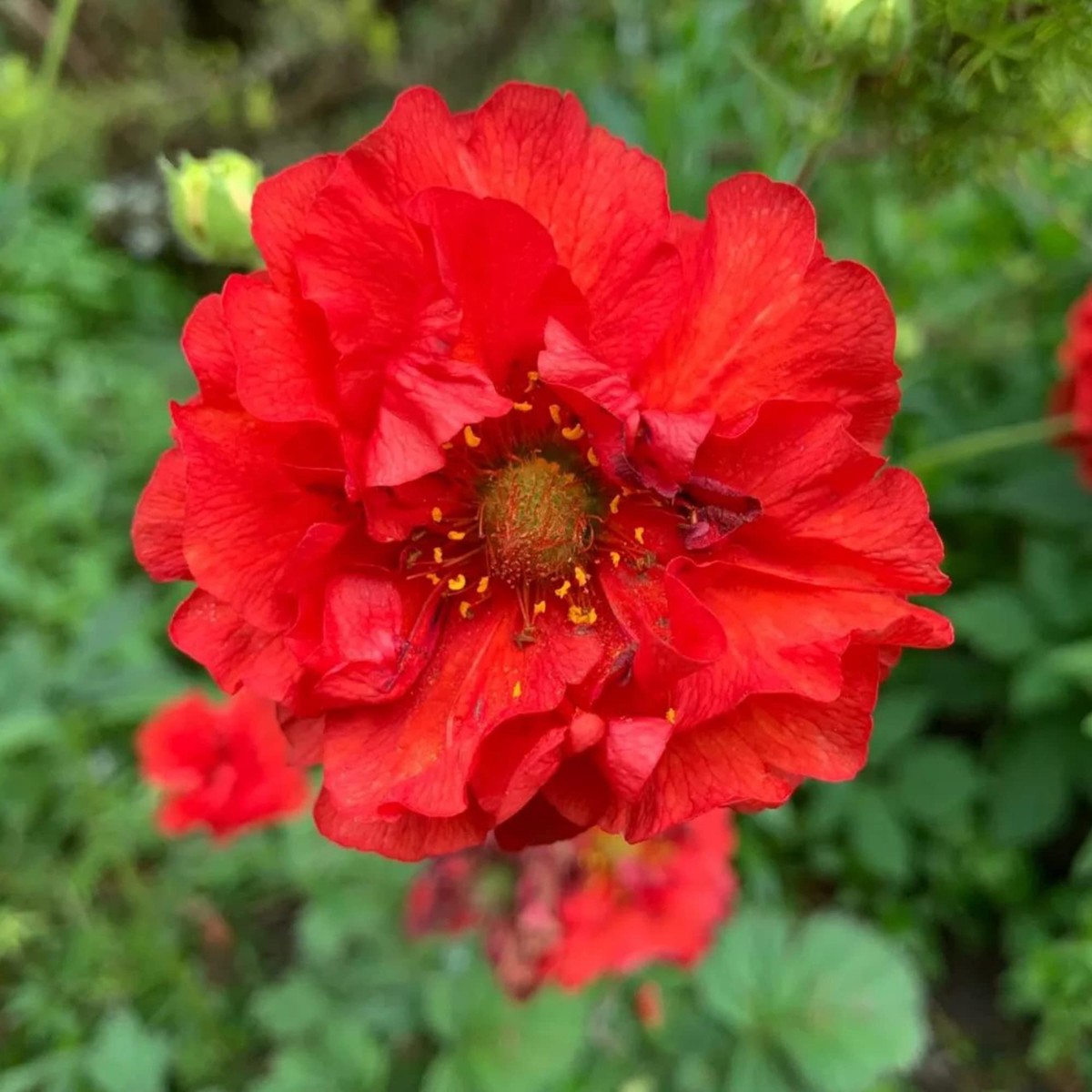 Double Bloody Mary Geum Flower Seeds for Planting Heirloom, Non-GMO, Easy to Grow, Perennial