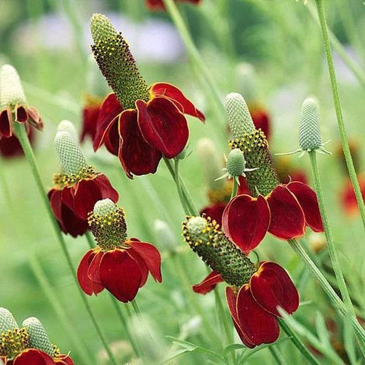 Dwarf Red Coneflower Seeds Ratibida Columifera S&H WILDFLOWER  Heirloom, Non-GMO, High Germination Organic Garden Seeds