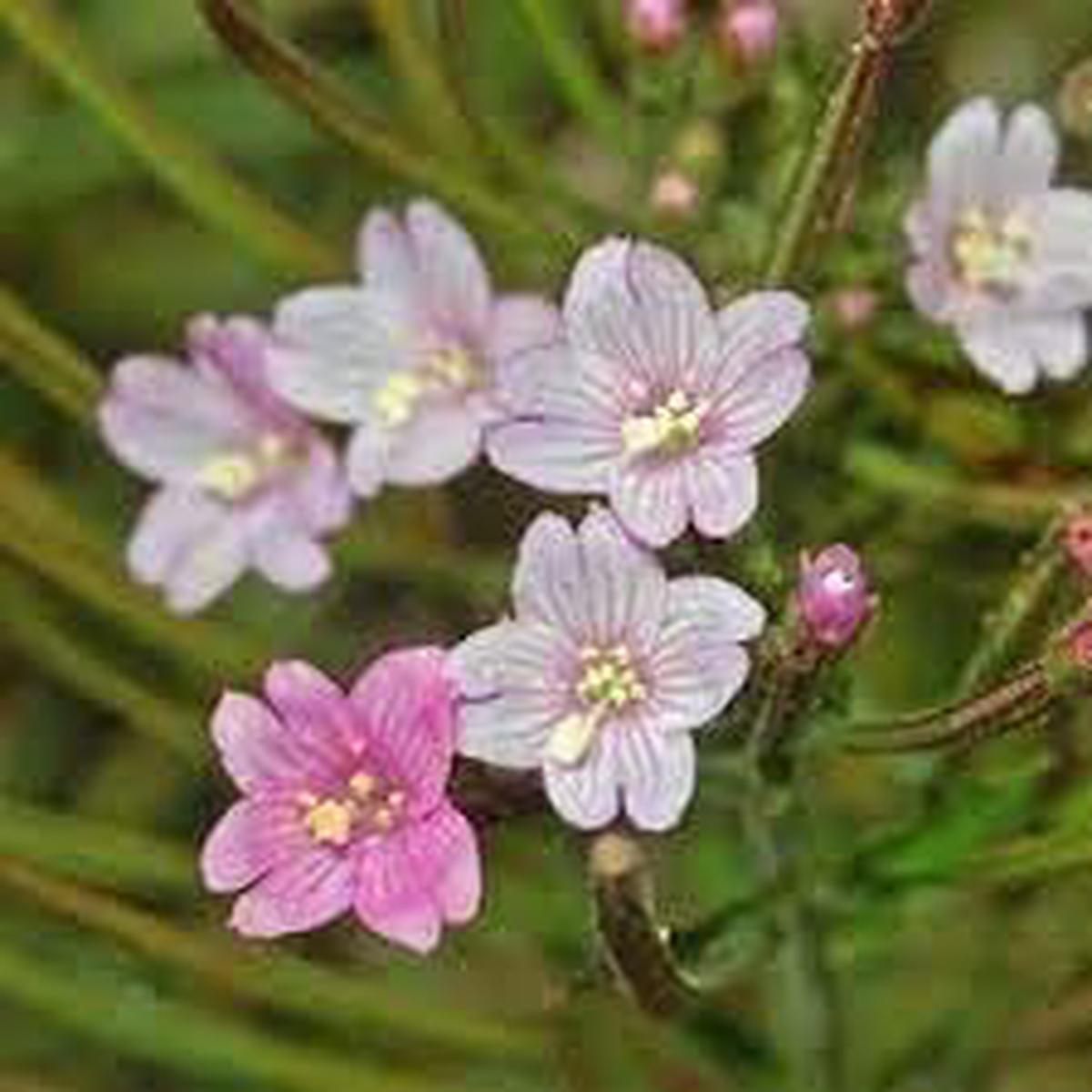 Epilobium Flower seeds for Planting - Bright Blooms, Heirloom & GMO Free Seeds for Home Garden