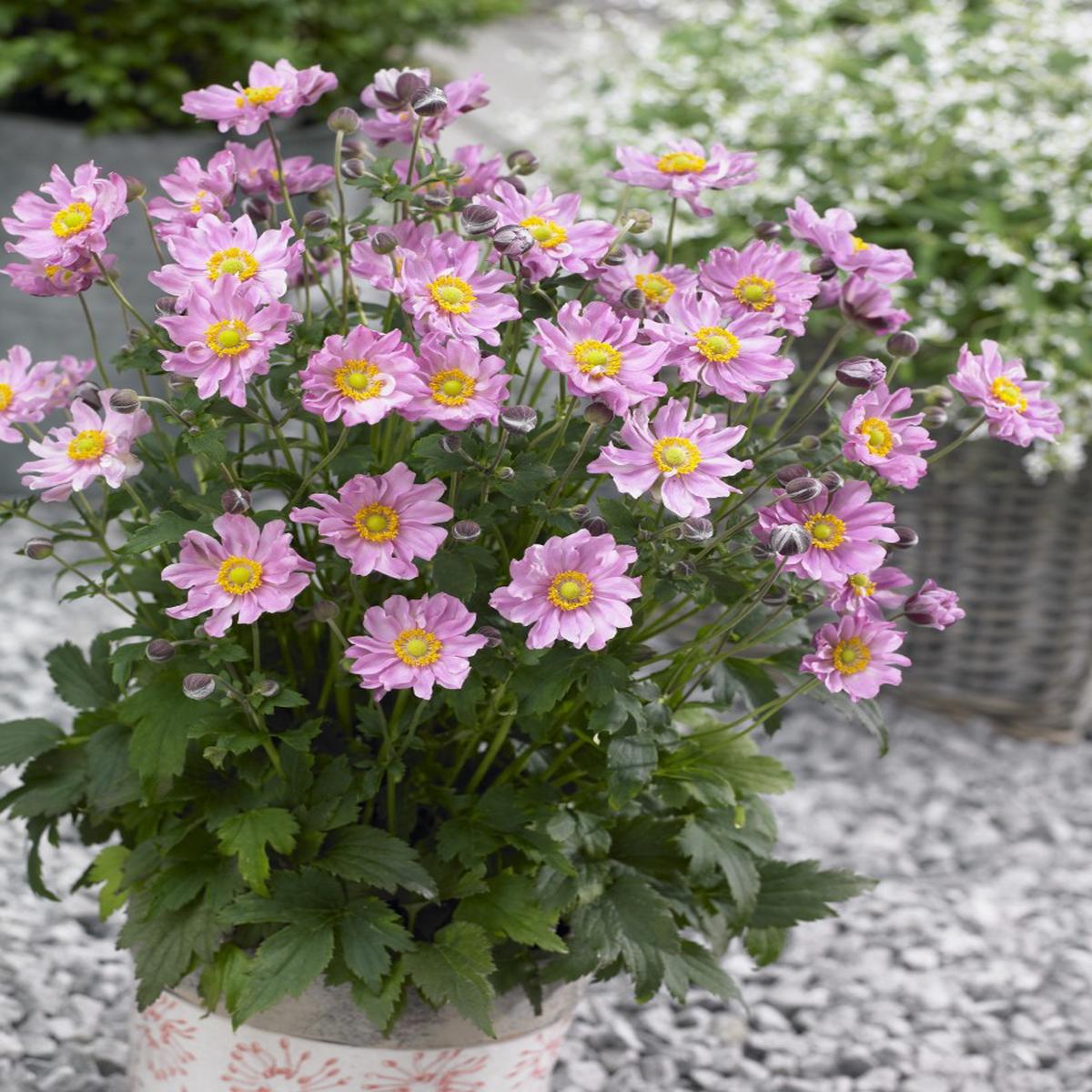 Fantasy Pocahontas Anemone Flower seeds for Planting Sun Loving Heirloom & GMO Free Seeds for Home Garden