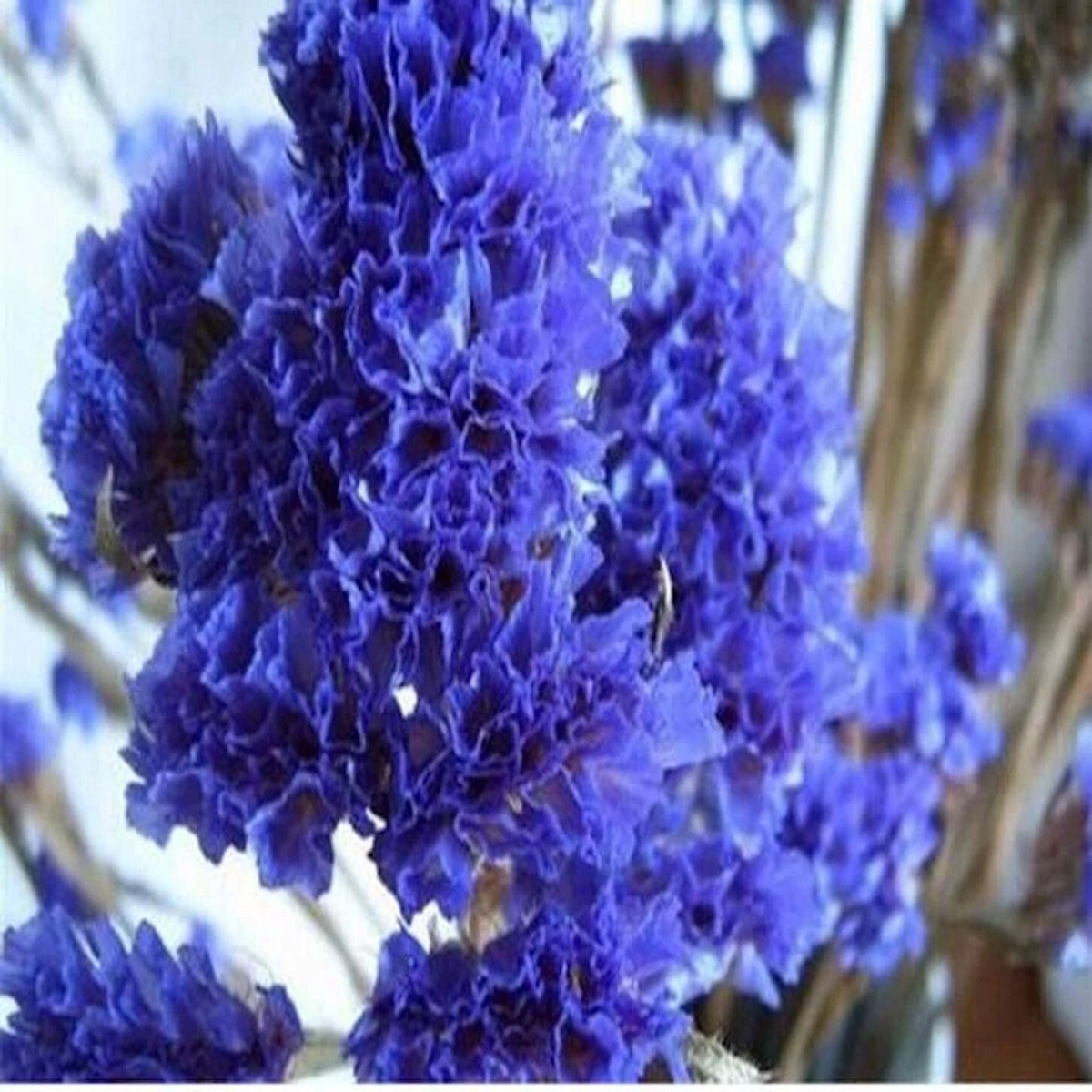 for Purple violet CRAPE MYRTLE rare flower exotic tree plant Seller Seeds  Heirloom, Non-GMO, High Germination Organic Garden Seeds