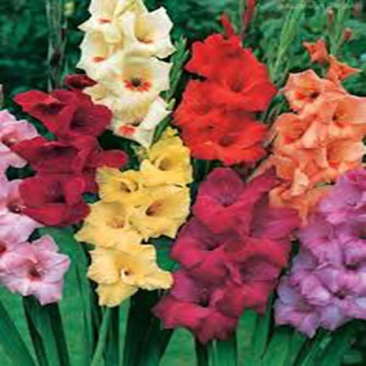 Gladiolus Mixed Colors Tall Flower Seeds