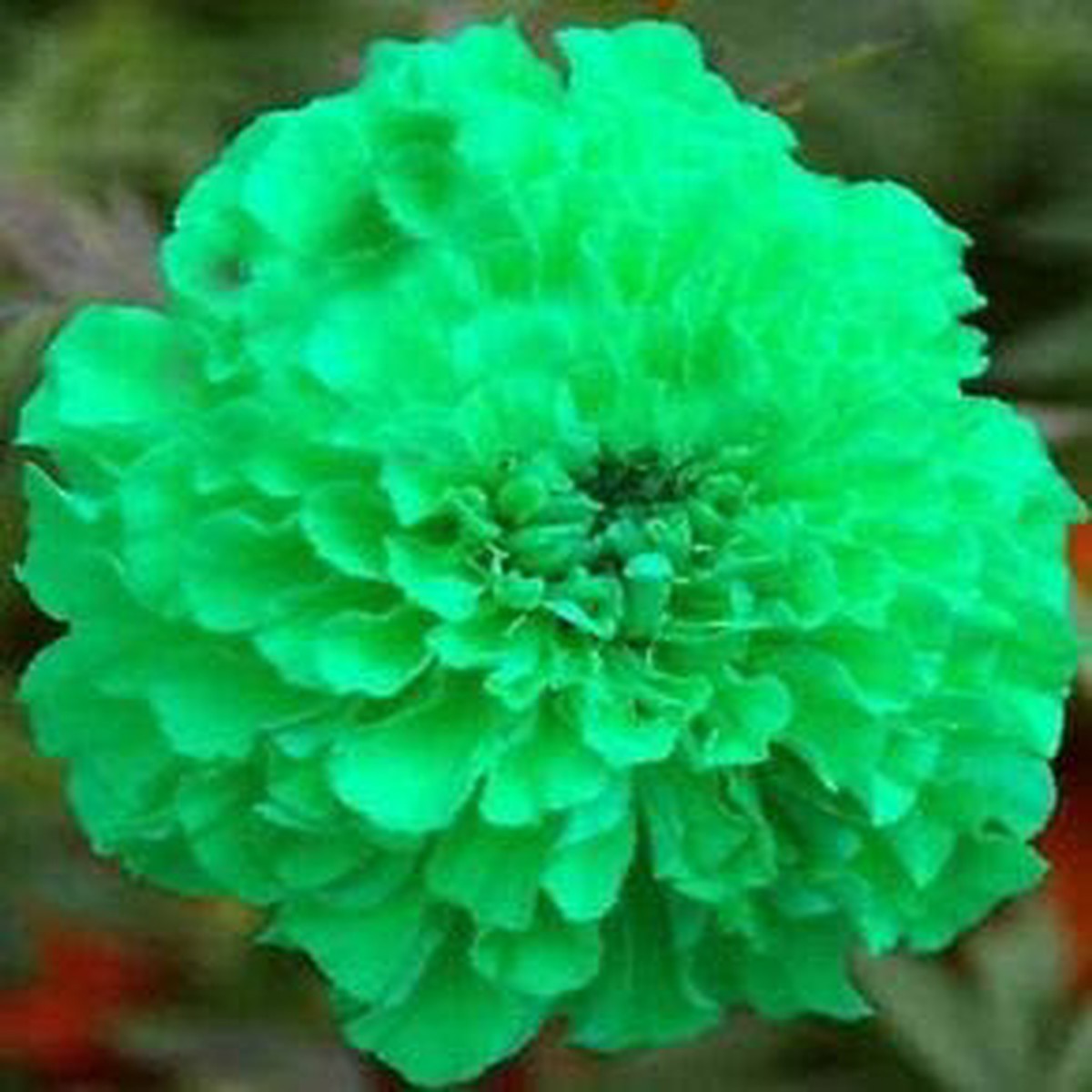 Green Maidenhair Seeds for Planting Organic, Heirloom, Non-GMO, High Germination Flower Garden Seeds