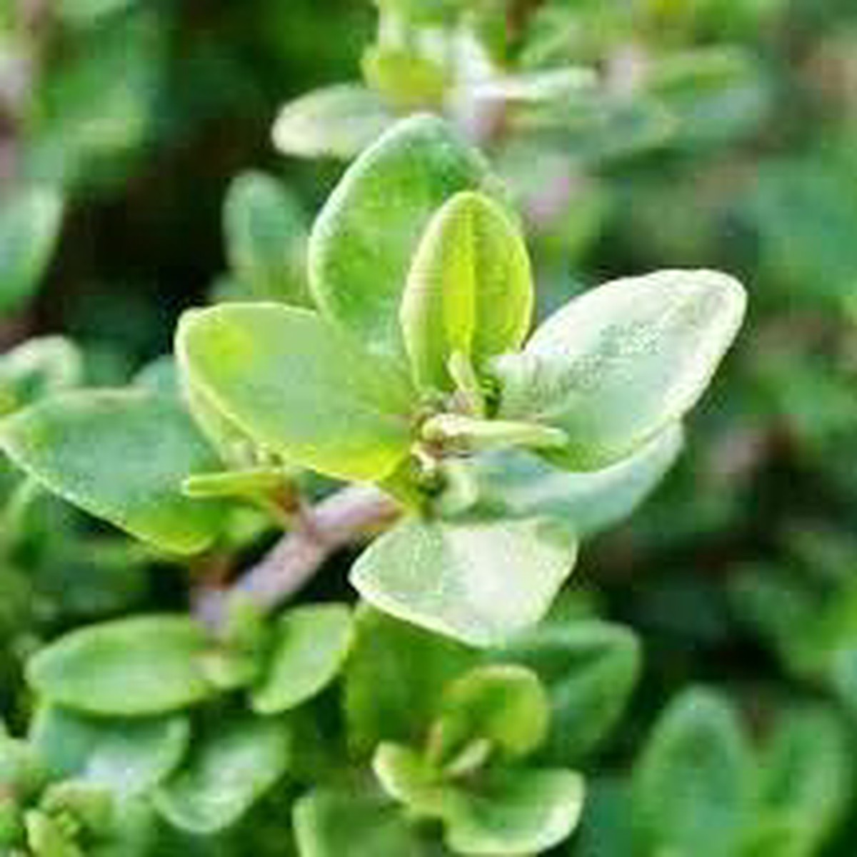 Green Thymus Serpyllum Plant For Planting Non Gmo Flower Seeds for Home Garden Planting, Vibrant