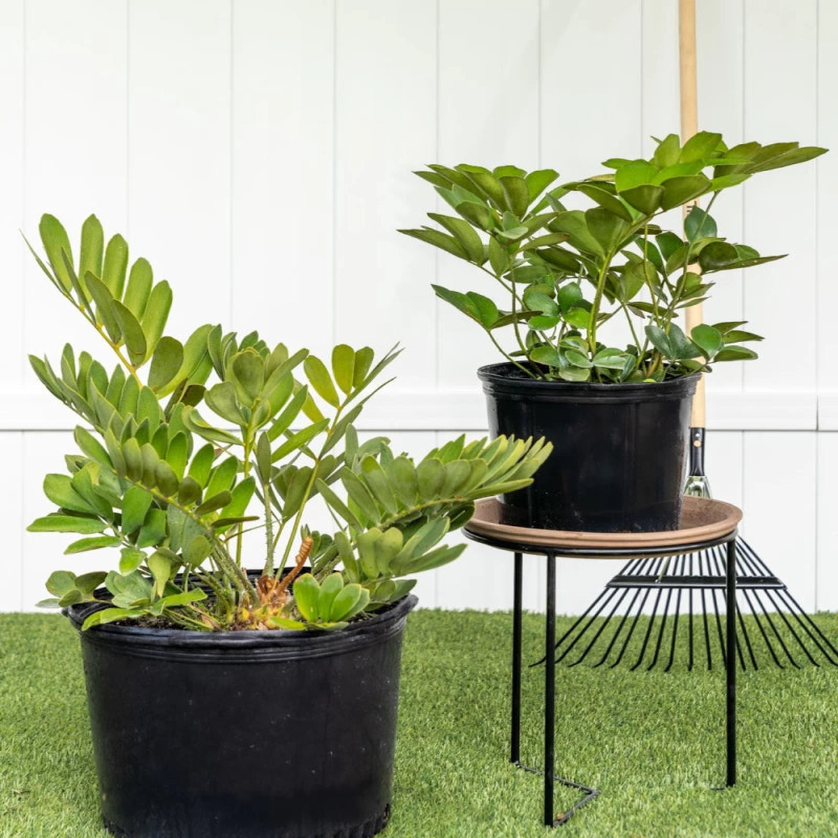 Heirloom Green Zamia Plant Seeds for Planting  Non-GMO, High Germination Organic Indoor Foliage Garden Seeds