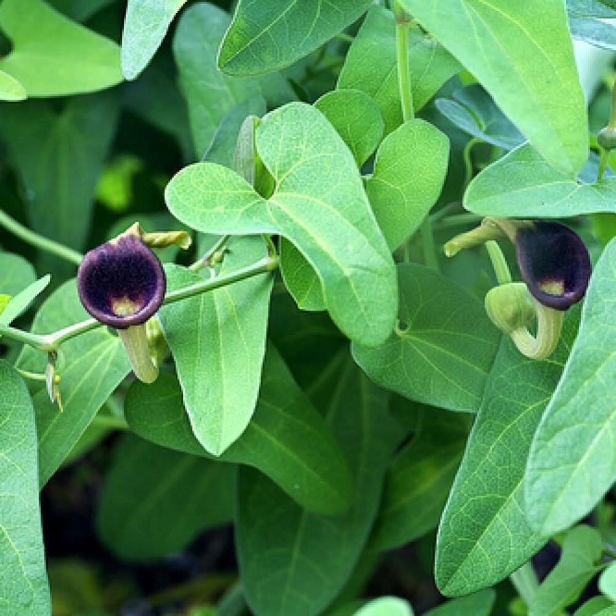 Heirloom Non Gmo Aristolochia Debilis Flower For Planting Unique Ornamental Vines Flower Seeds for