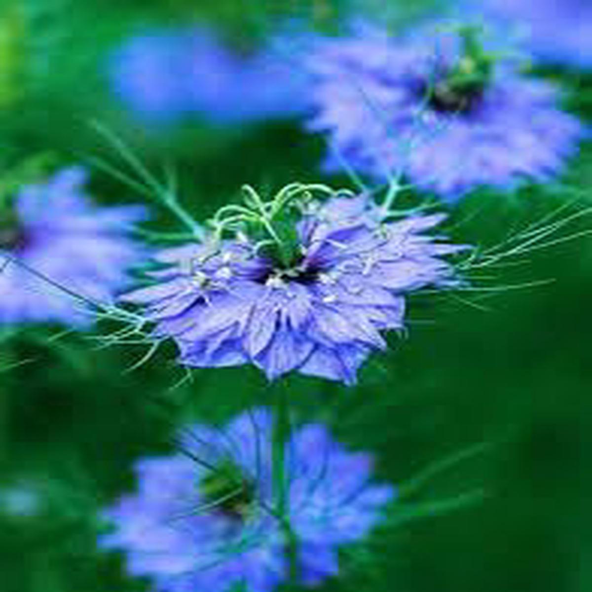 Heirloom Non-GMO Indigo Flower Seeds for Planting  Vibrant Blue Blooms for Ornamental and Medicinal Gardens