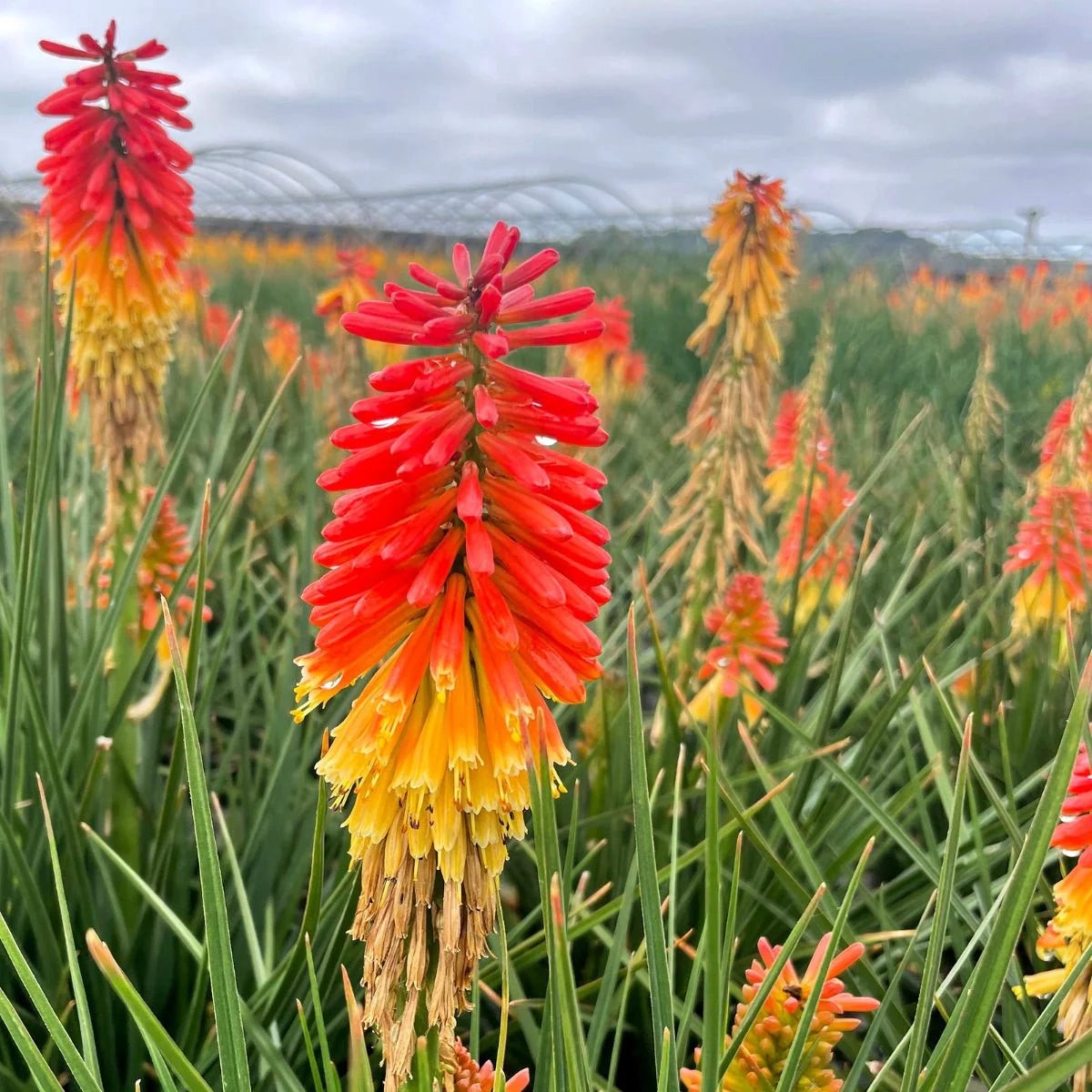 Heirloom Non-GMO Red Yellow Kniphofia Flower Seeds Vibrant Torch-Lily Seeds for Planting
