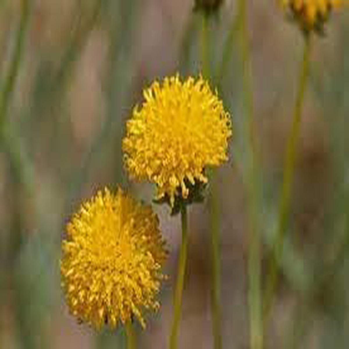 Heirloom Non-GMO Thelesperma Flower Seeds for Planting High Germination Organic Garden Seeds, Drought-Resistant