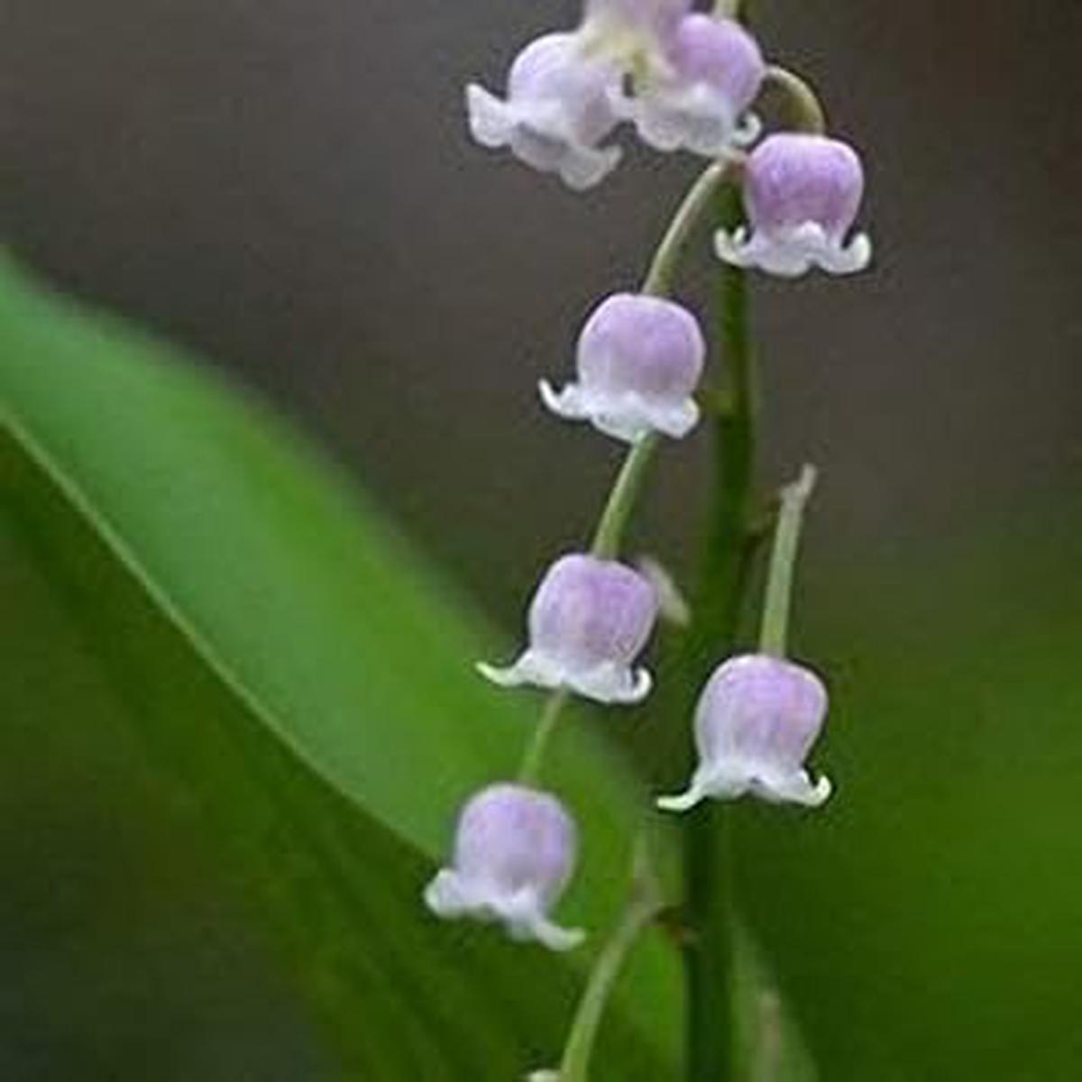 Heirloom Non-GMO Violet Bell Orchid Flower Seeds for Planting High Germination Organic Garden Seeds
