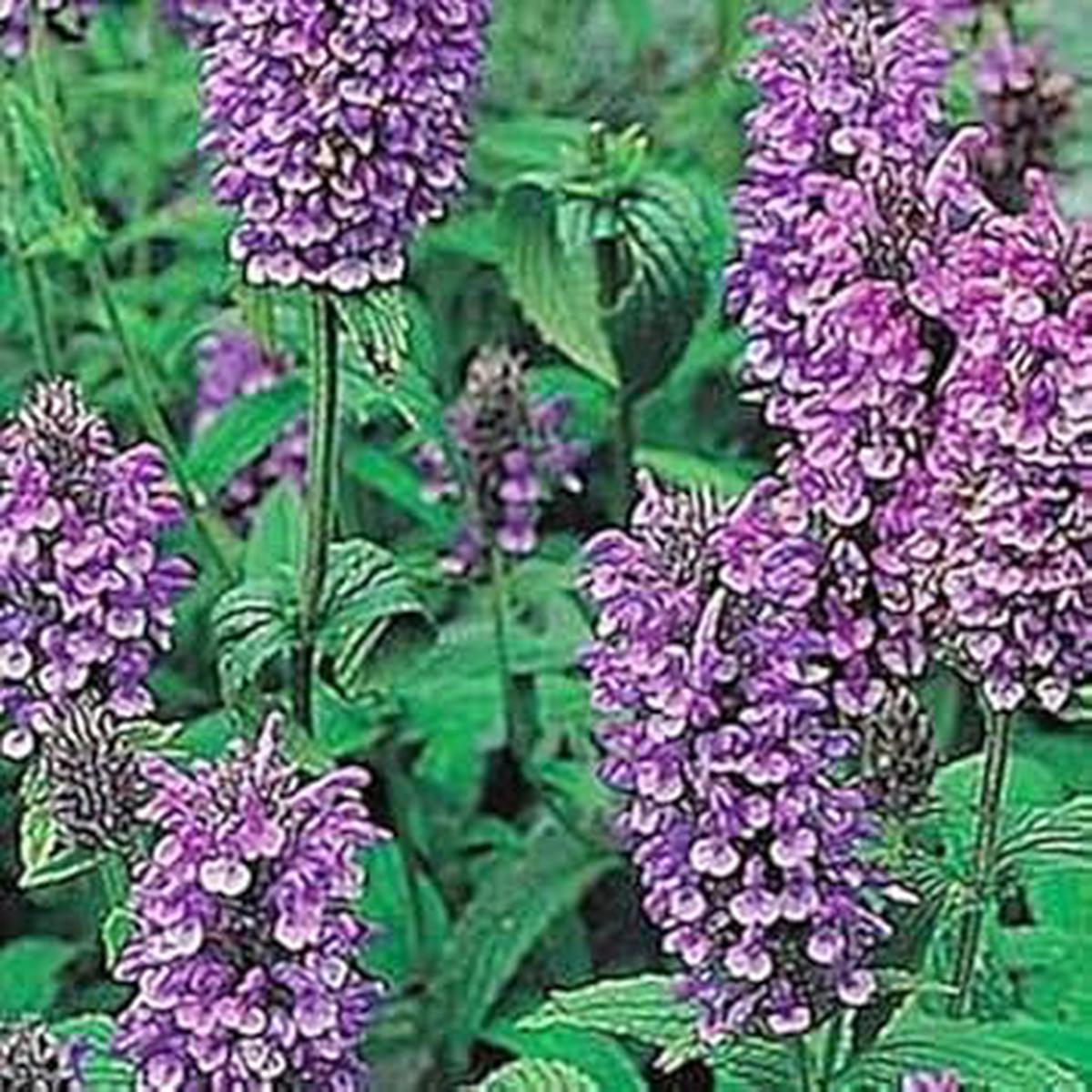 Heirloom Non-GMO Violet Catmint Flower Seeds for Planting Fragrant Pollinator-Friendly Organic Garden Seeds