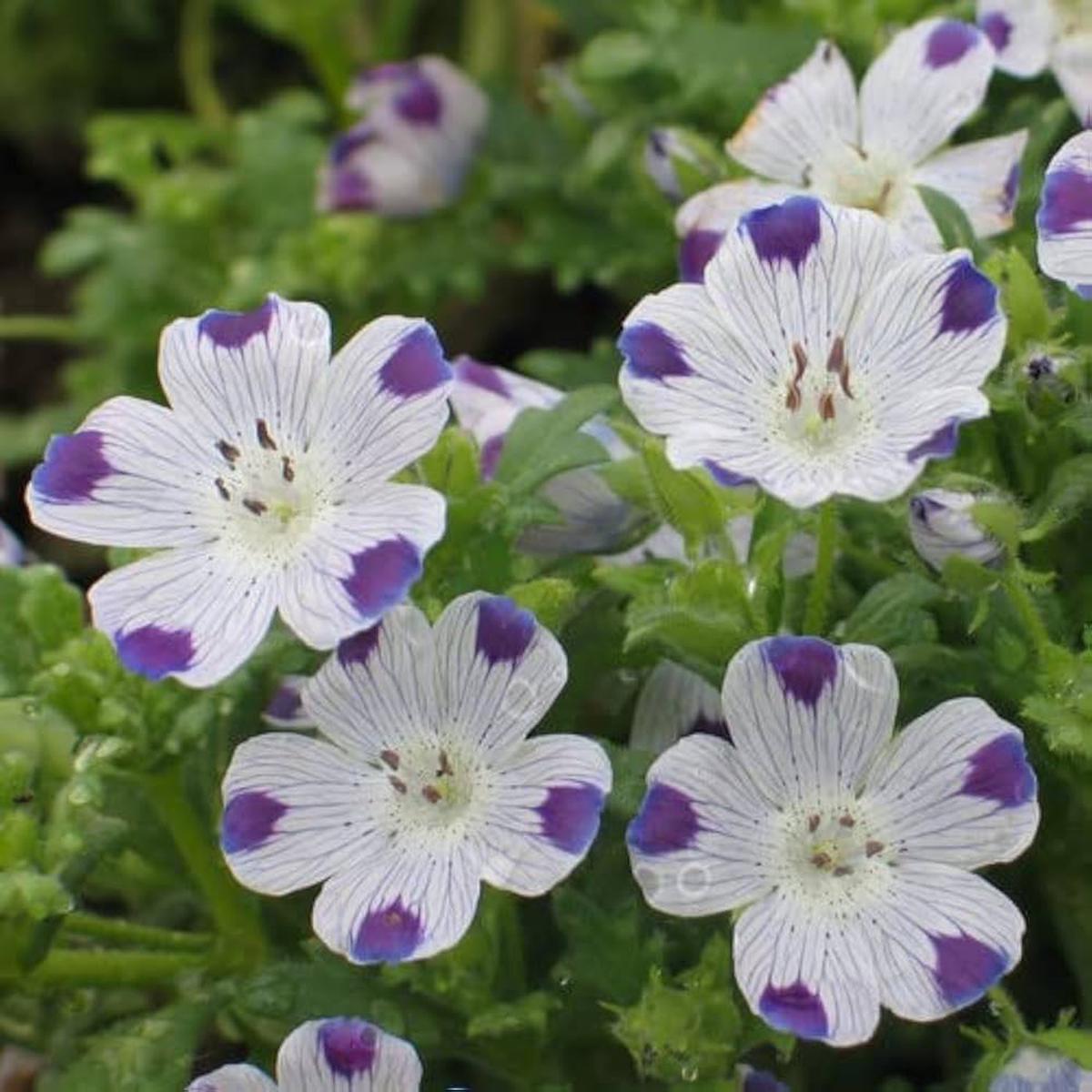 Heirloom Non-GMO White Blue Maculata Flower Seeds for Garden Planting  Striking Bicolor Blooms