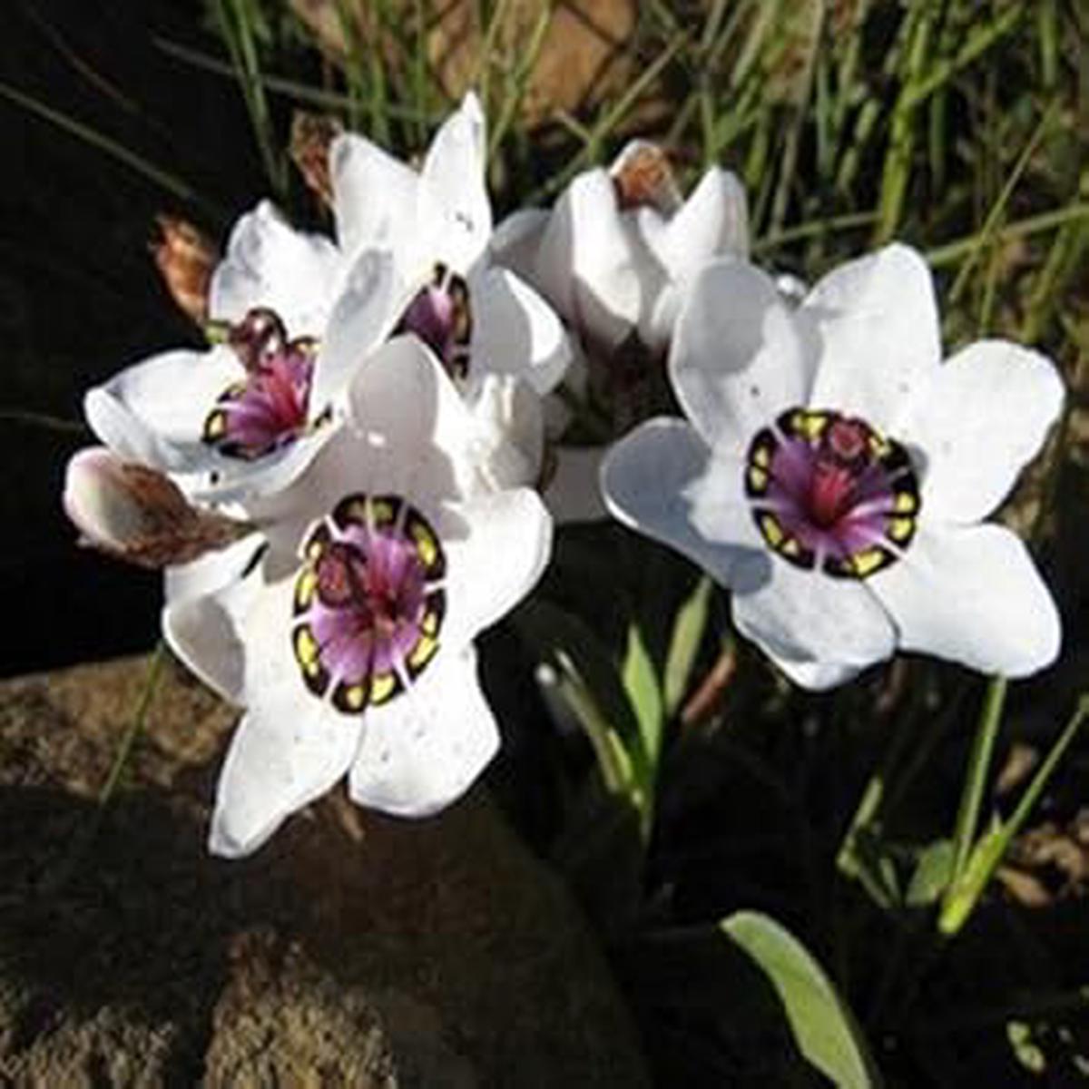Heirloom Non-GMO White Sparaxis Tricolor Flower Seeds for Garden Planting  Vibrant Spring Blooms Mix