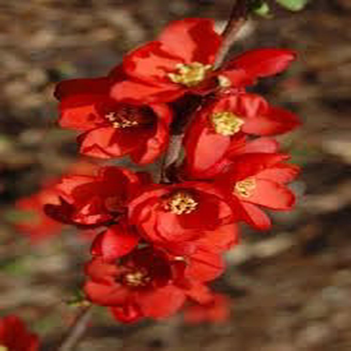 Heirloom Quince Chaenomeles Flower seeds for Planting Cut Flower Favorite Heirloom & GMO Free Seeds for Home Garden