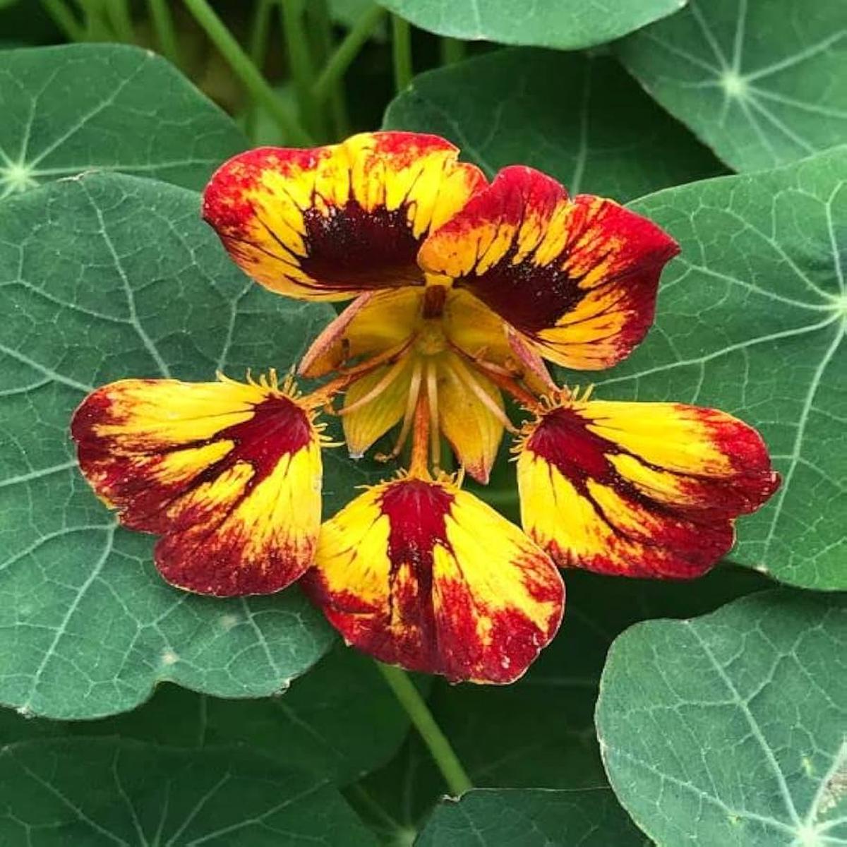 Heirloom Red Yellow Nasturtium Flower Seeds for Planting Non-GMO, High Germination, Edible Garden Blooms
