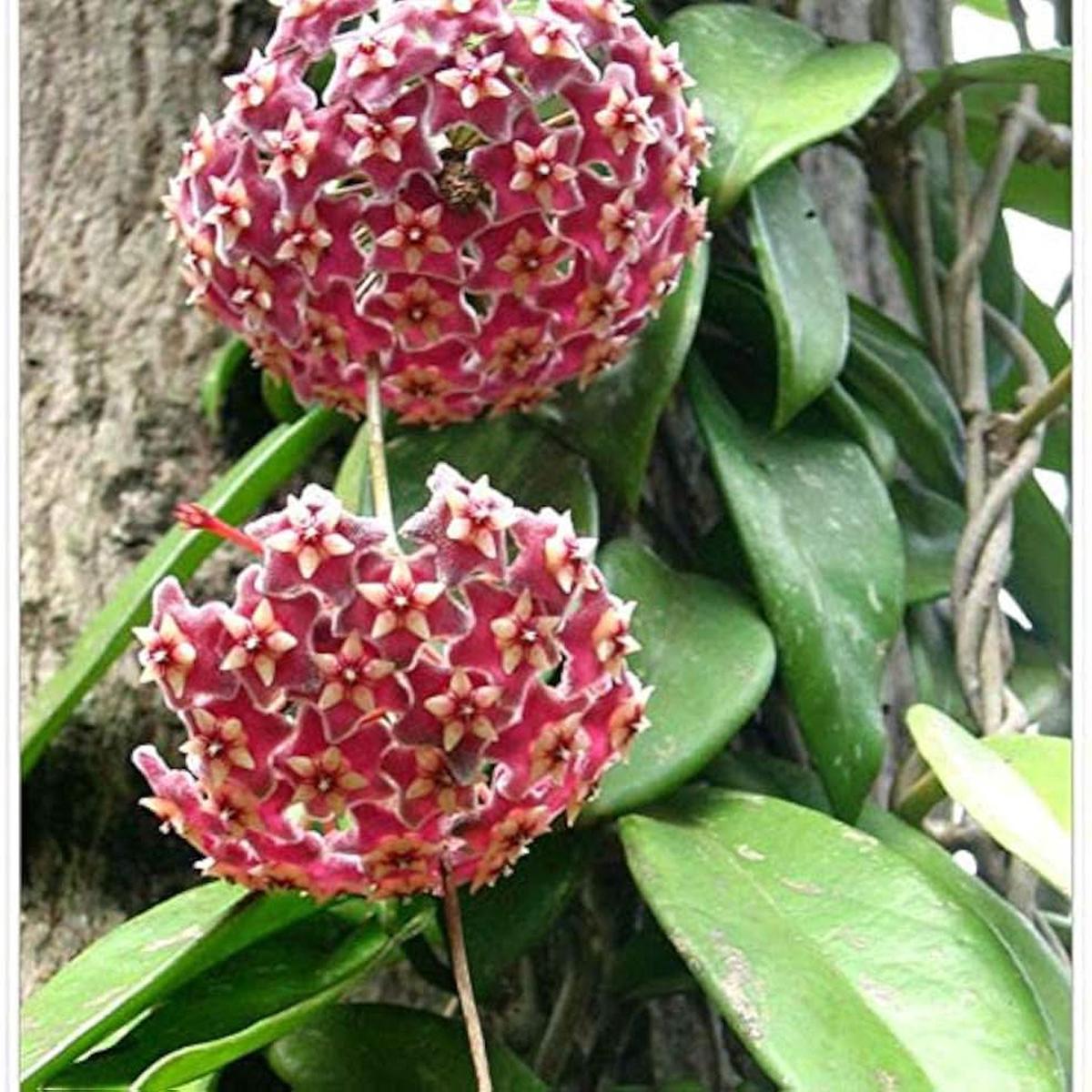 Hoya Hoya Carnosa Flower For Vertical Garden Planting Indoor Hanging Baskets Flower Seeds for