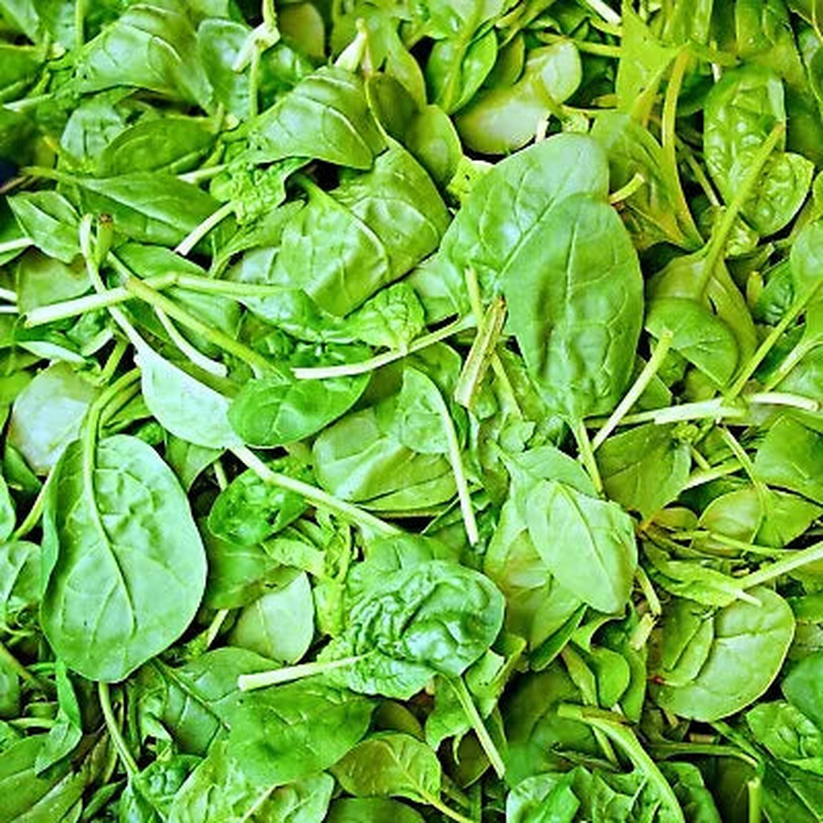 Italian Leaf Basil Planting Non Gmo Heirloom Fresh Garden Planting Flower Seeds Home