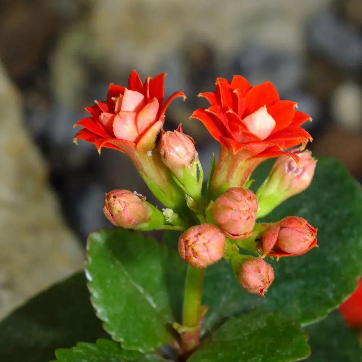 Kalanchoe Blossfeldiana Flower seeds for Planting - Long Bloom Season, Heirloom & GMO Free Seeds for Home Garden