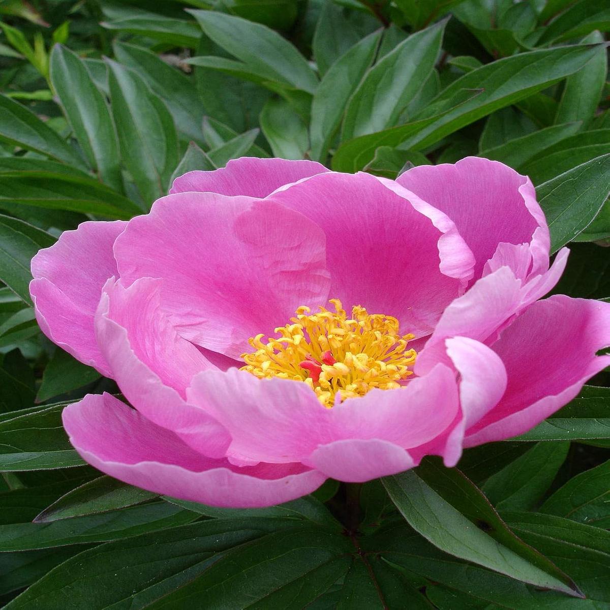 Lactiflora Flower Seeds for Planting  Elegant, Fragrant Blooms for Gardens