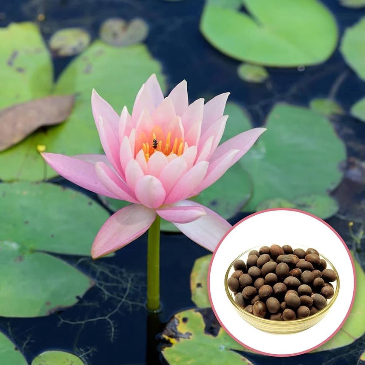 Lotus Root Flower Seeds for Planting Heirloom, Non-GMO, Water-Resistant, Perennial