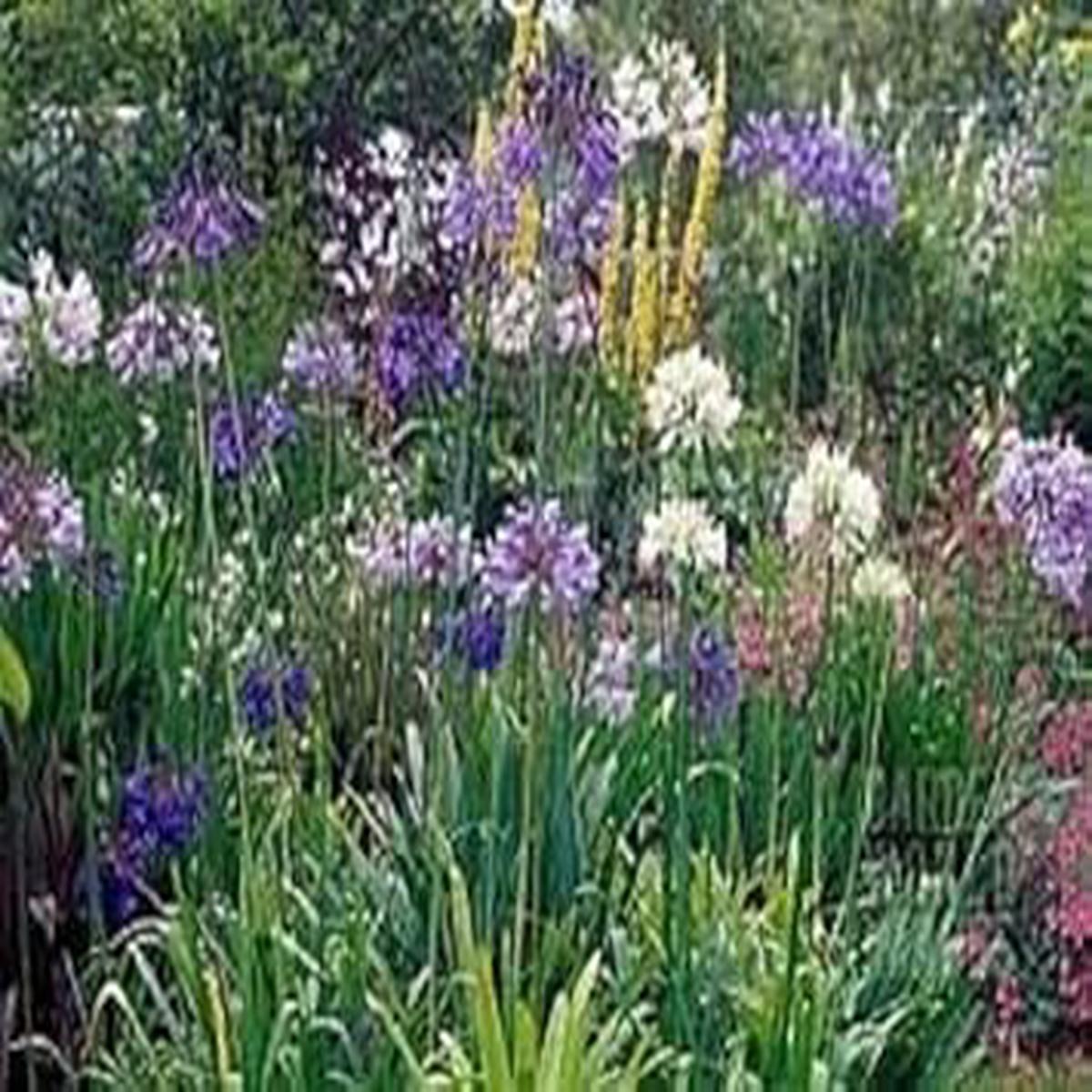 Mix Agapanthus Seeds for Planting  Organic Heirloom Non-GMO Garden Flower Seeds