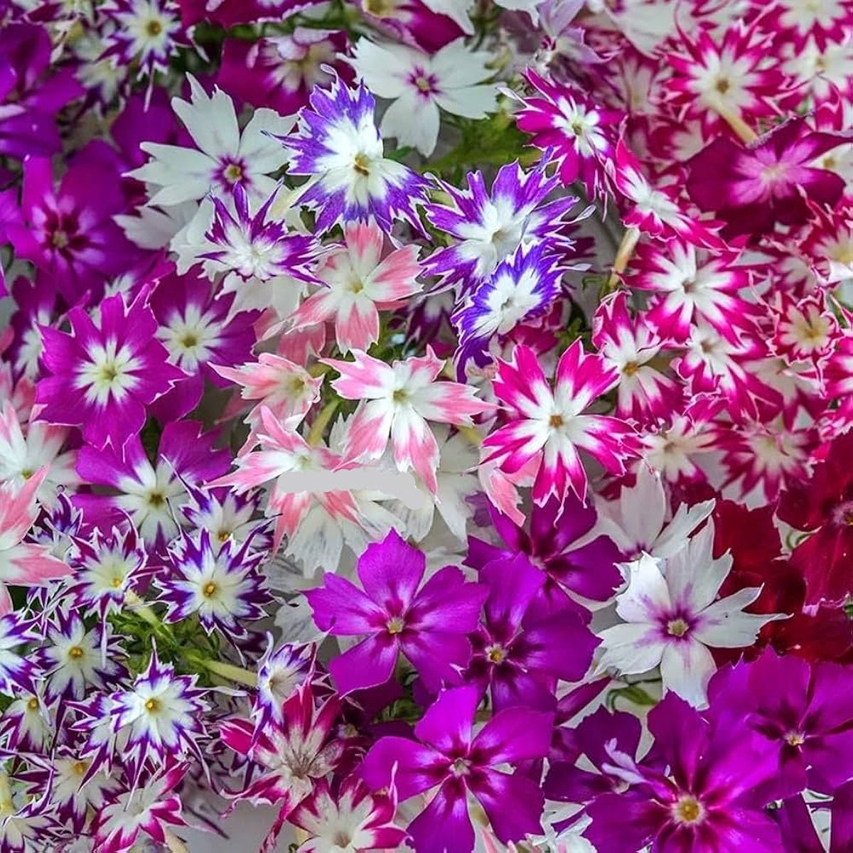 Mixed Twinkle Star Flower seeds for Planting - Fragrant Blossoms, Heirloom & GMO Free Seeds for Home Garden