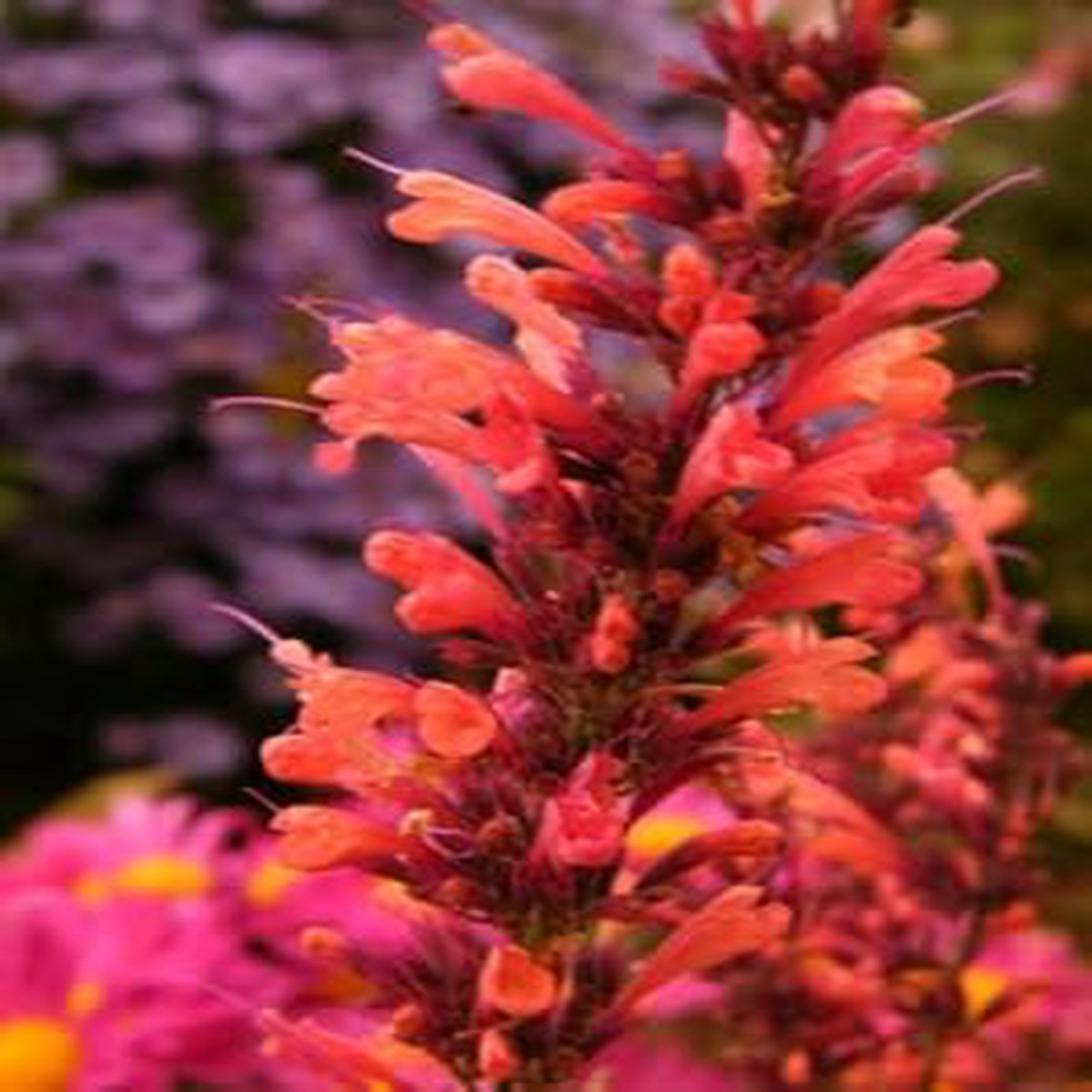 Orange Agastache Flower Planting Seeds for Garden  Non-GMO, Heirloom, High Germination Seeds