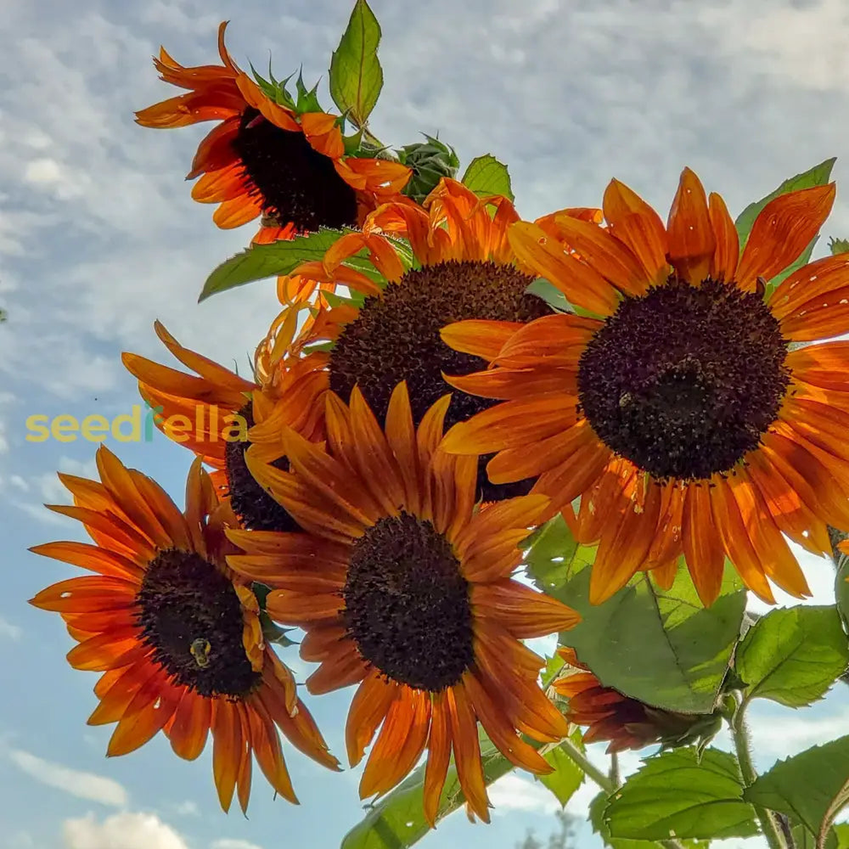 Orange Mini Sunflower Seeds for Easy Planting