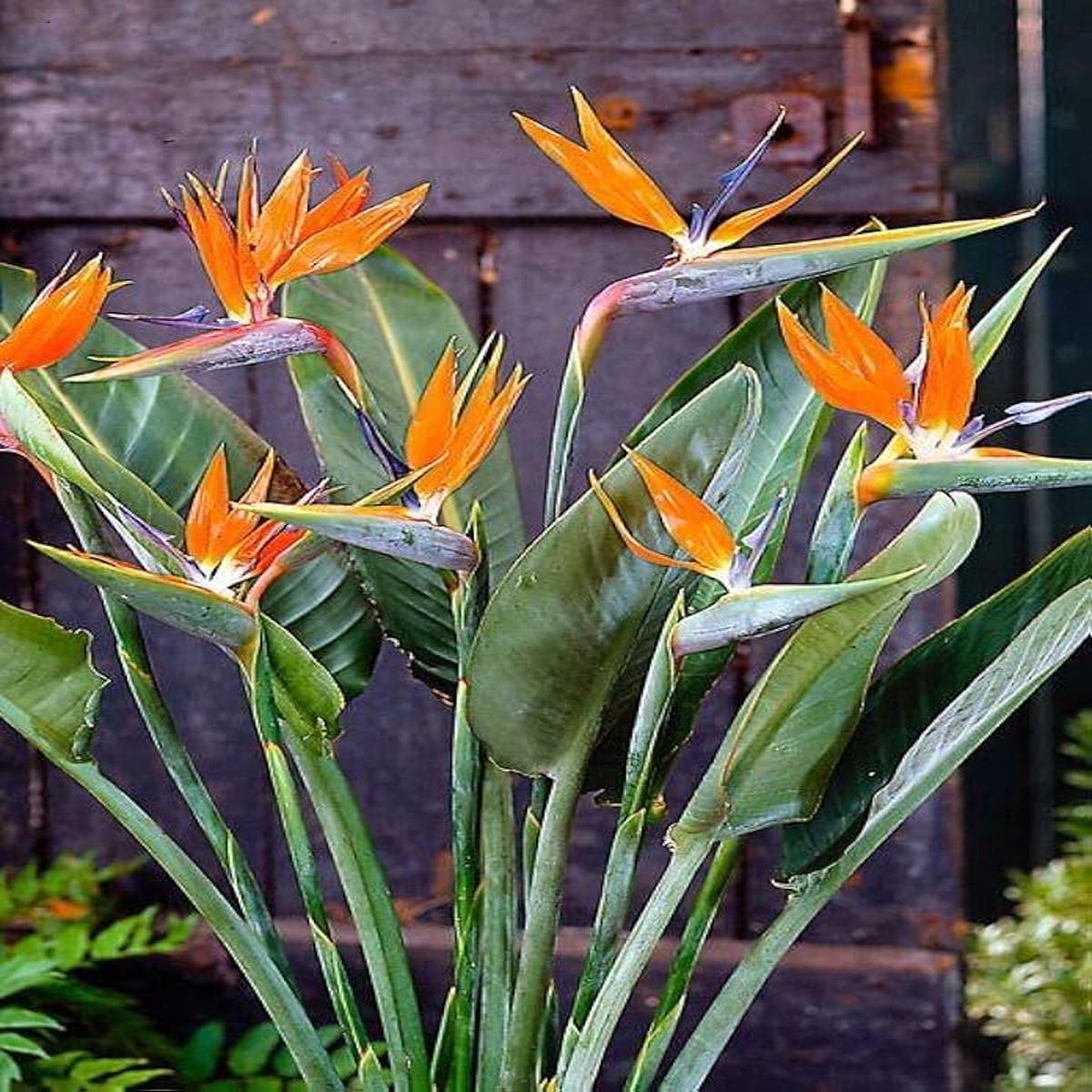 Orange Strelitzia Reginae Bird Of Paradise For Planting In Tropical Garden Flower Seeds for Home