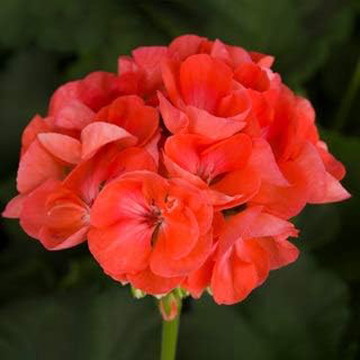 Organic Dark Orange Geranium Flower Seeds for Planting Heirloom, Non-GMO, High Germination Organic Garden Seeds