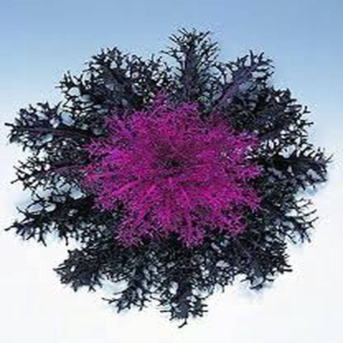 Ornamental Kale Peacock Red Imported Heirloom, Non-GMO, High Germination Organic Garden Seeds
