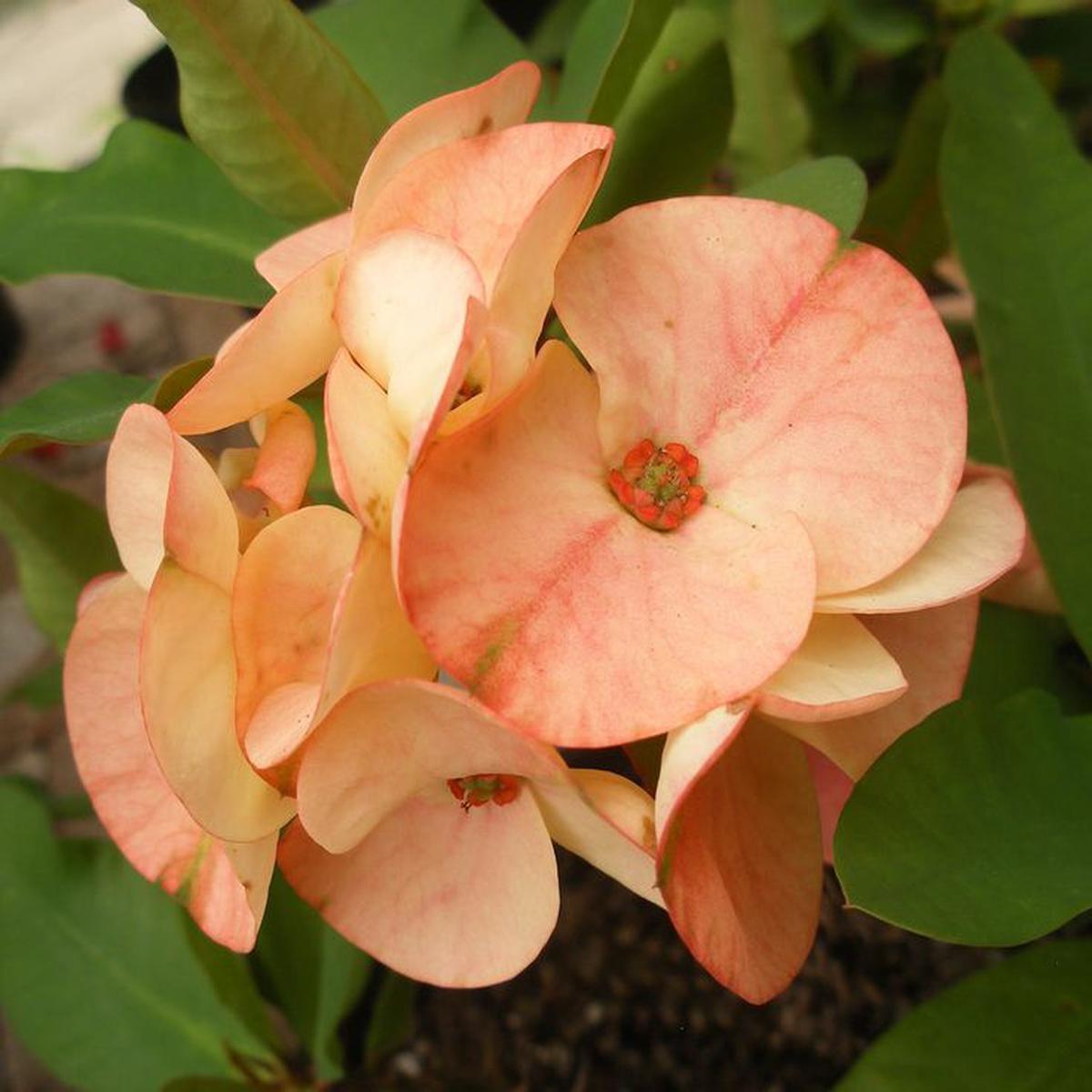 Pale Pink Euphorbia Milii Flower Seeds for Planting Heirloom Non-GMO High Germination Organic Garden Seeds