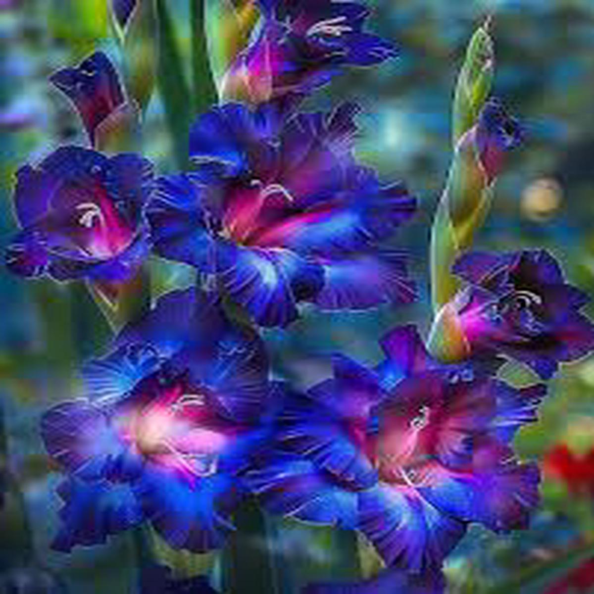 Pink Blue Gladiolus Flower Seeds for Planting  Heirloom, Non-GMO, High Germination Organic Garden Seeds