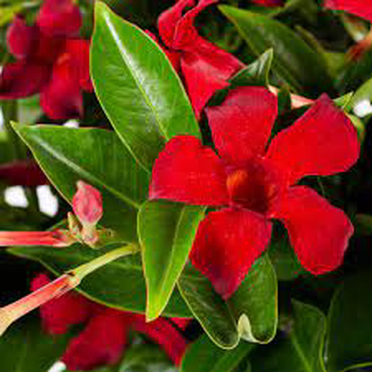 Pink Mix Mandevilla Flower Seeds for Planting | Heirloom Non-GMO High Germination Organic Garden Seeds