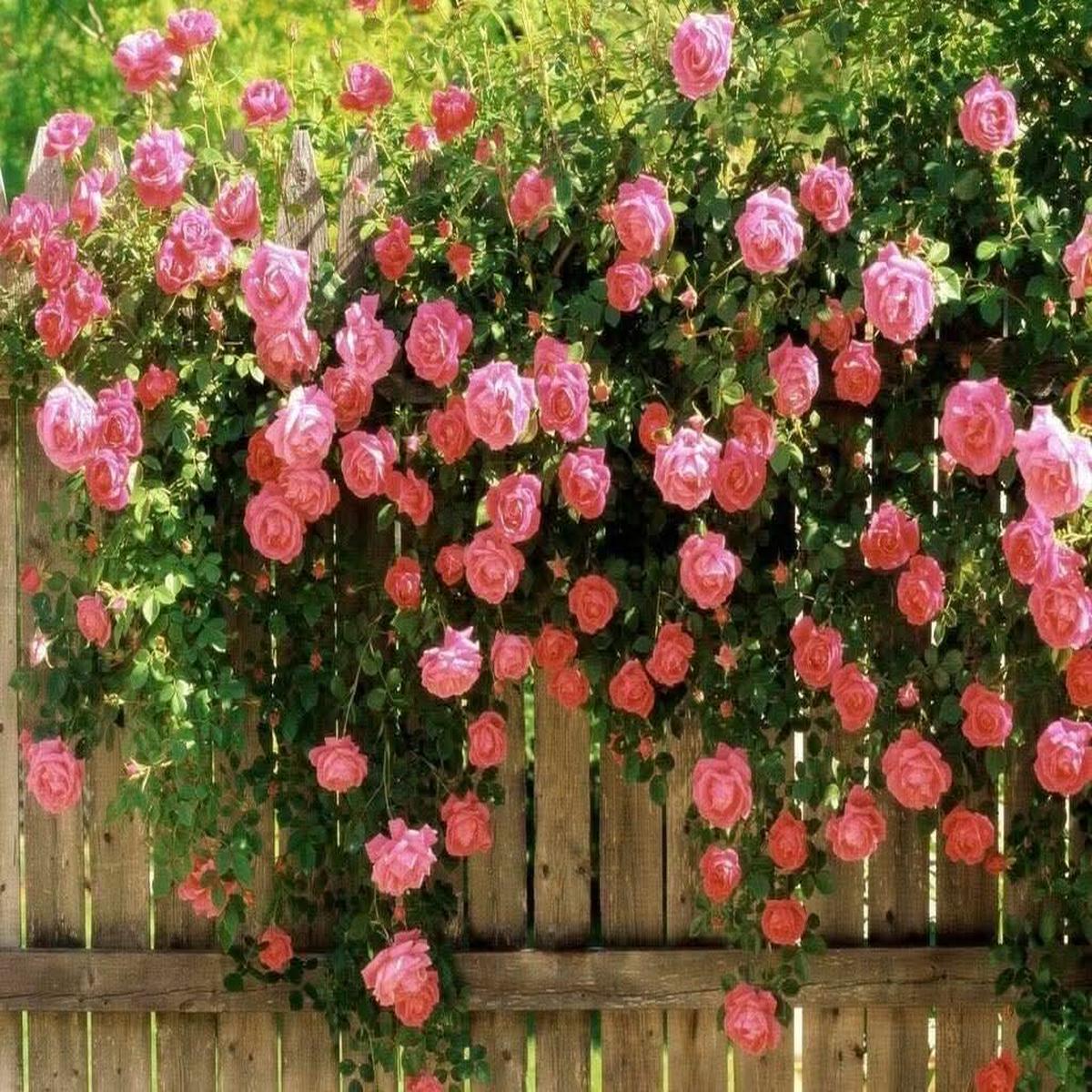 Pink Rose Bush Flower For Perennial Garden Borders And Planting Flower Seeds for Home Garden
