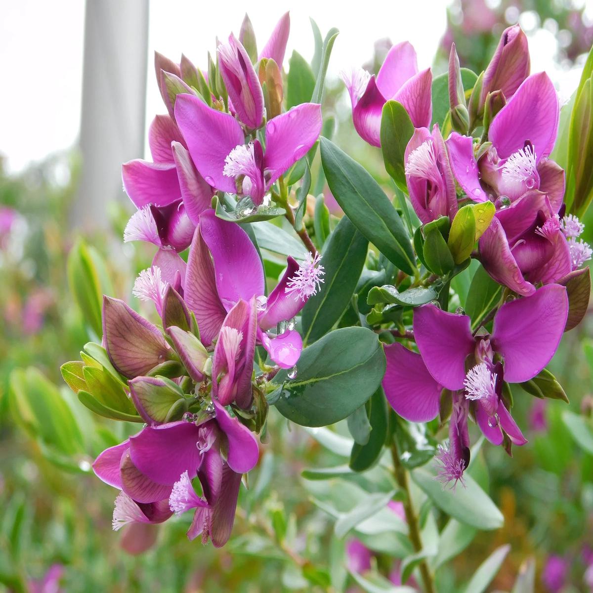 Polygala Myrtifolia Flower Seeds for Planting Heirloom Non-GMO, High Germination Organic Garden Seeds