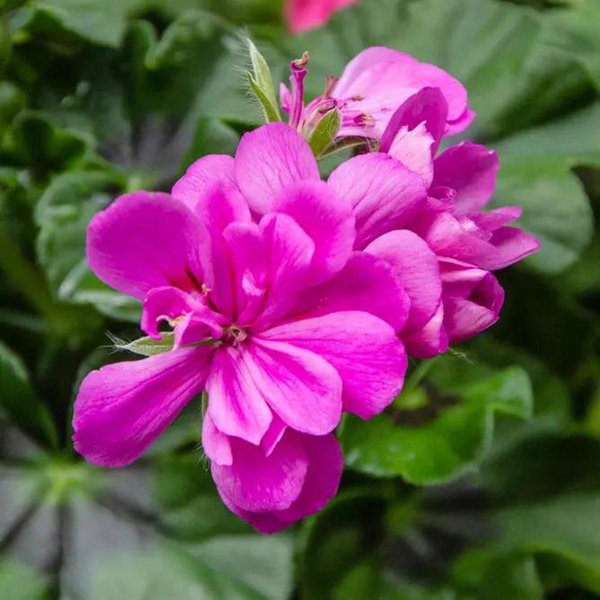 Purple Geranium Ivy Trailing Double Flower Seeds - Heirloom & Non-GMO Seeds for Planting