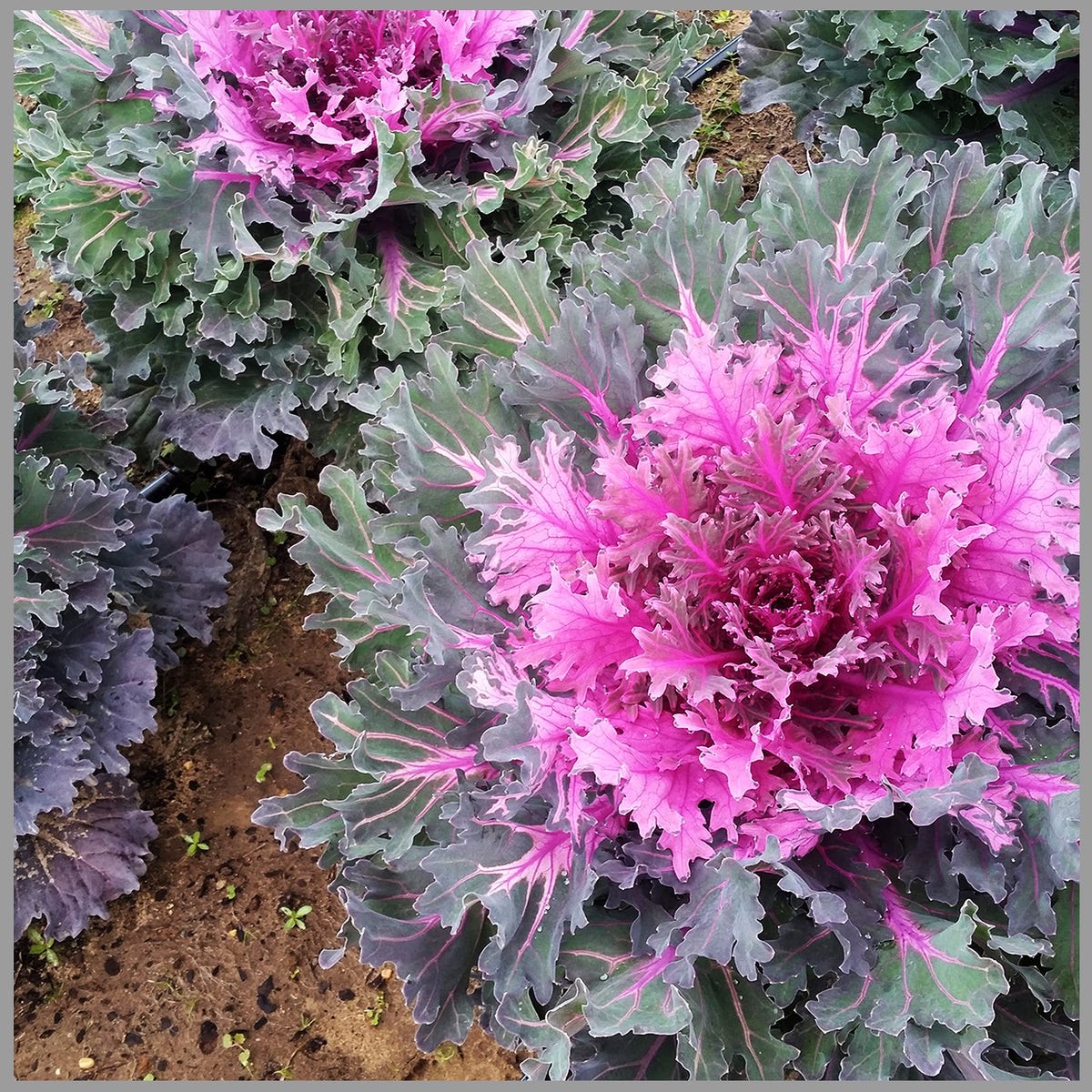 Purple Kale Flower seeds for Planting Easy to Grow Heirloom & GMO Free Seeds for Home Garden Sale