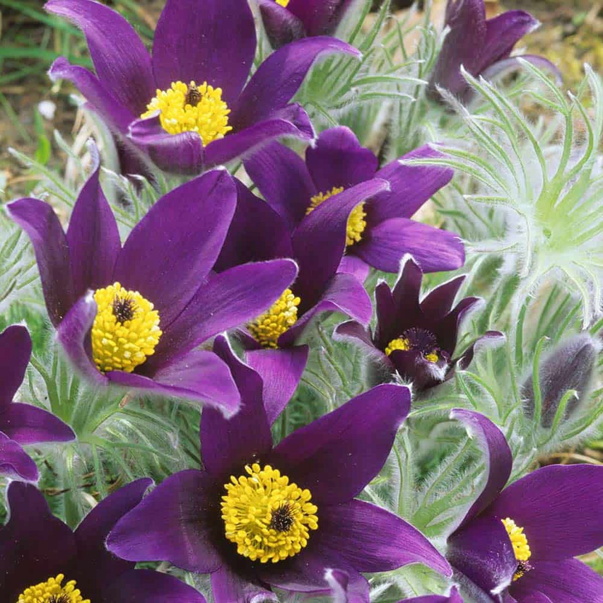 Purple Pasque Flower Seeds  Heirloom Non-GMO Perennial Seeds for Vibrant Garden Displays