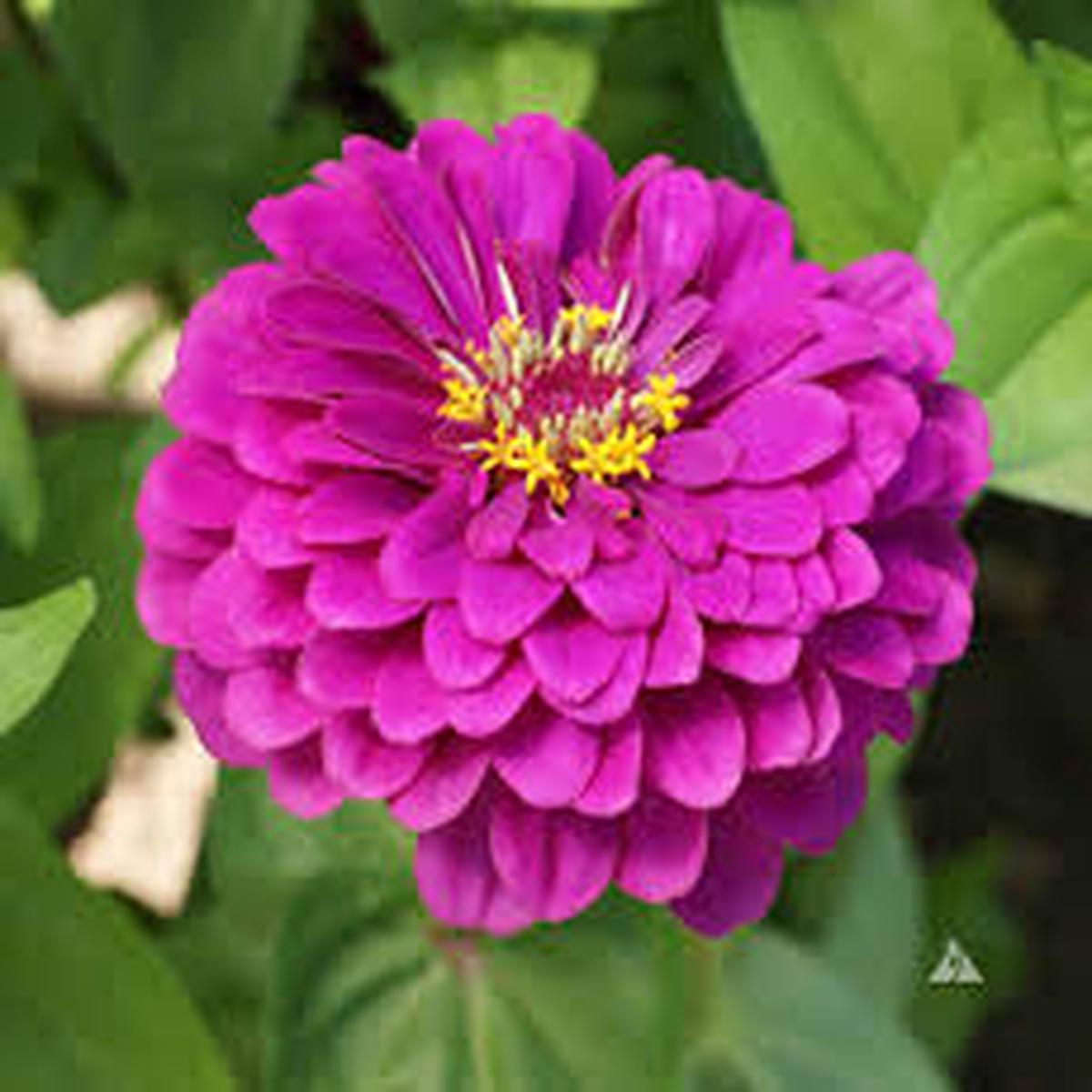 Purple Prince Zinnia Seeds for Planting Heirloom, Non-GMO, Easy to Grow, Annual