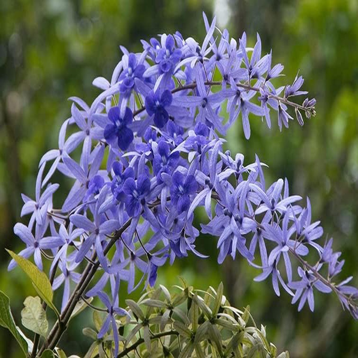 Purple Sandpaper Vine Petrea Volubilis Flower For Planting Flower Seeds for Home Garden Planting,