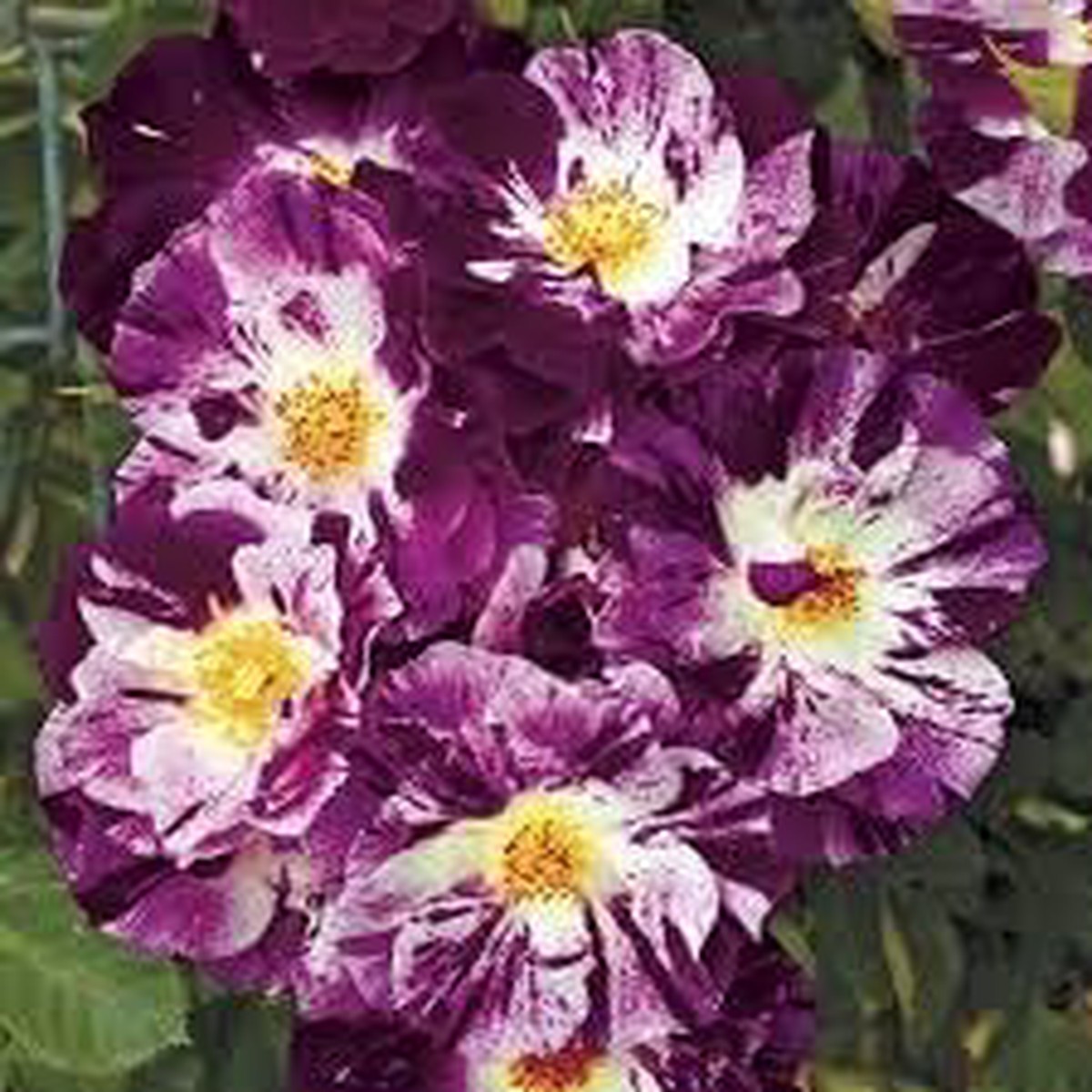 Purple & White Climbing Rose Heirloom Non-GMO Seeds for Planting  High Germination Organic Garden Seeds