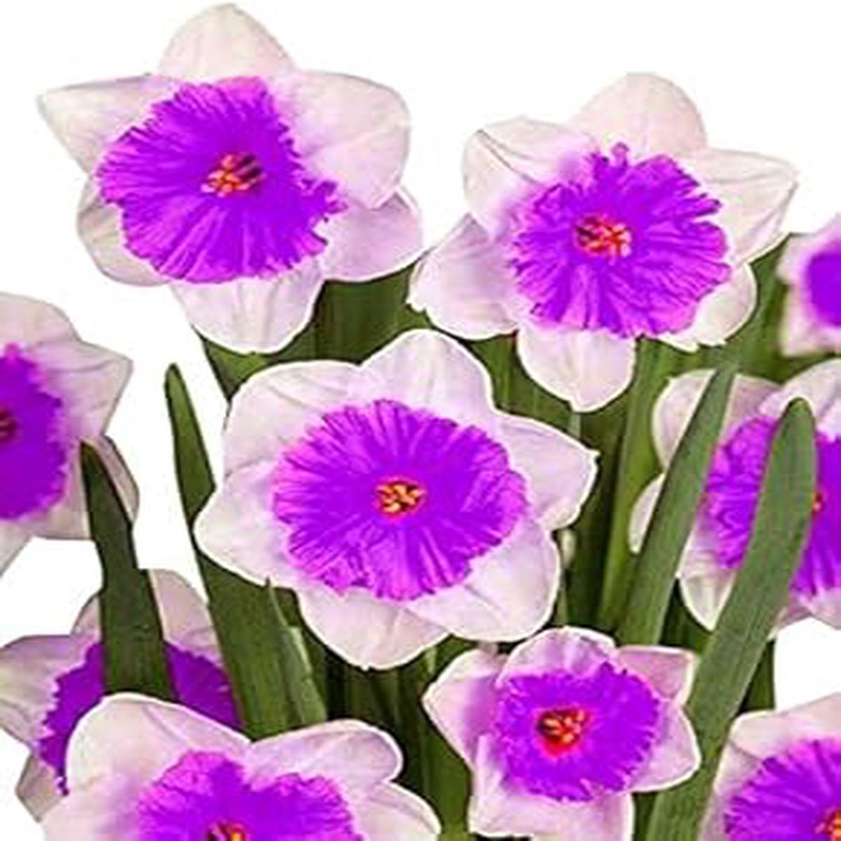 Purple & White Daffodil Flower Seeds for Planting  Heirloom, Non-GMO, High Germination Organic Garden Seeds