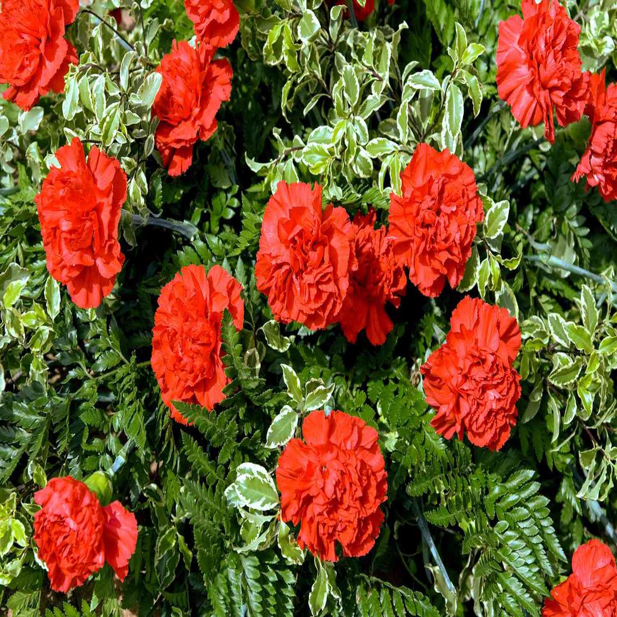 Red Carnations Flower Seeds for Planting  Heirloom, Non-GMO, Hardy Variety, High Germination Seeds