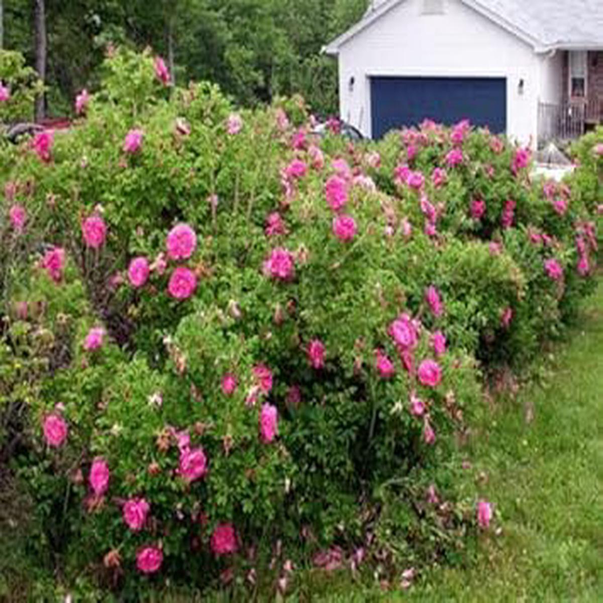 Red Rugosa Rose Flower - Heirloom, Non - Gmo Seeds