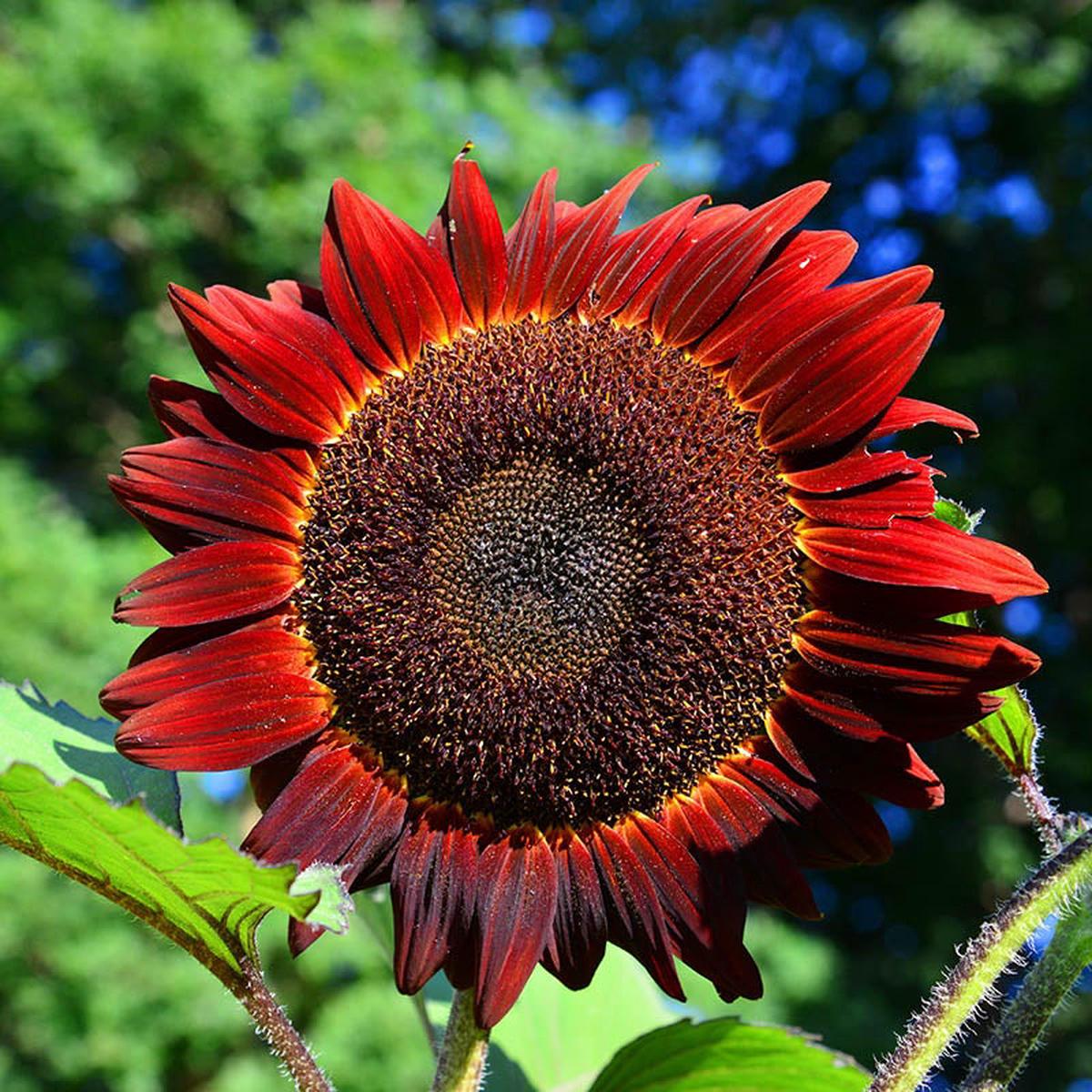 Red Sunflower Helianthus Annuus Variety Flower For Planting In Home Garden Or Pollinator Beds
